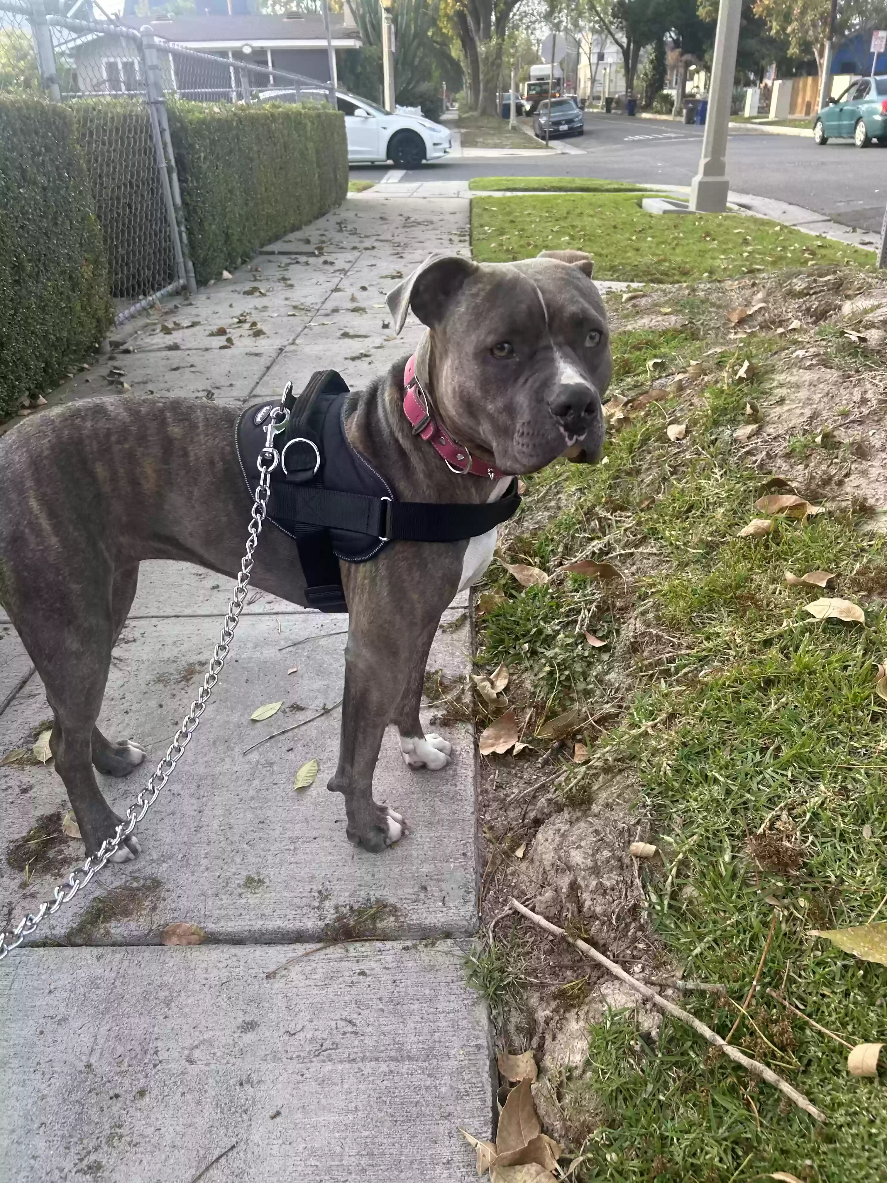 adoptable Dog in Riverside,CA named Baby