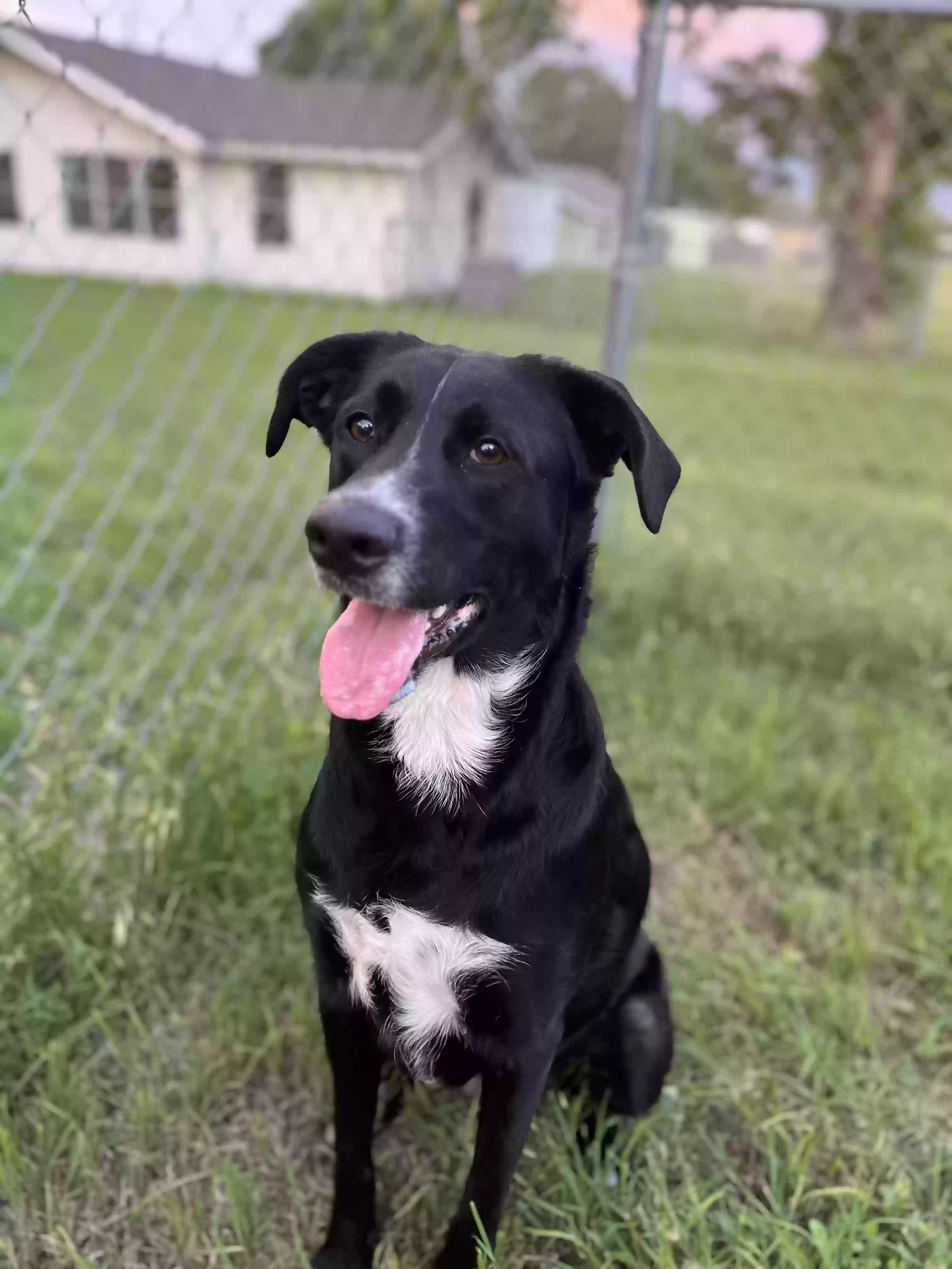 adoptable Dog in College Station,TX named Jae
