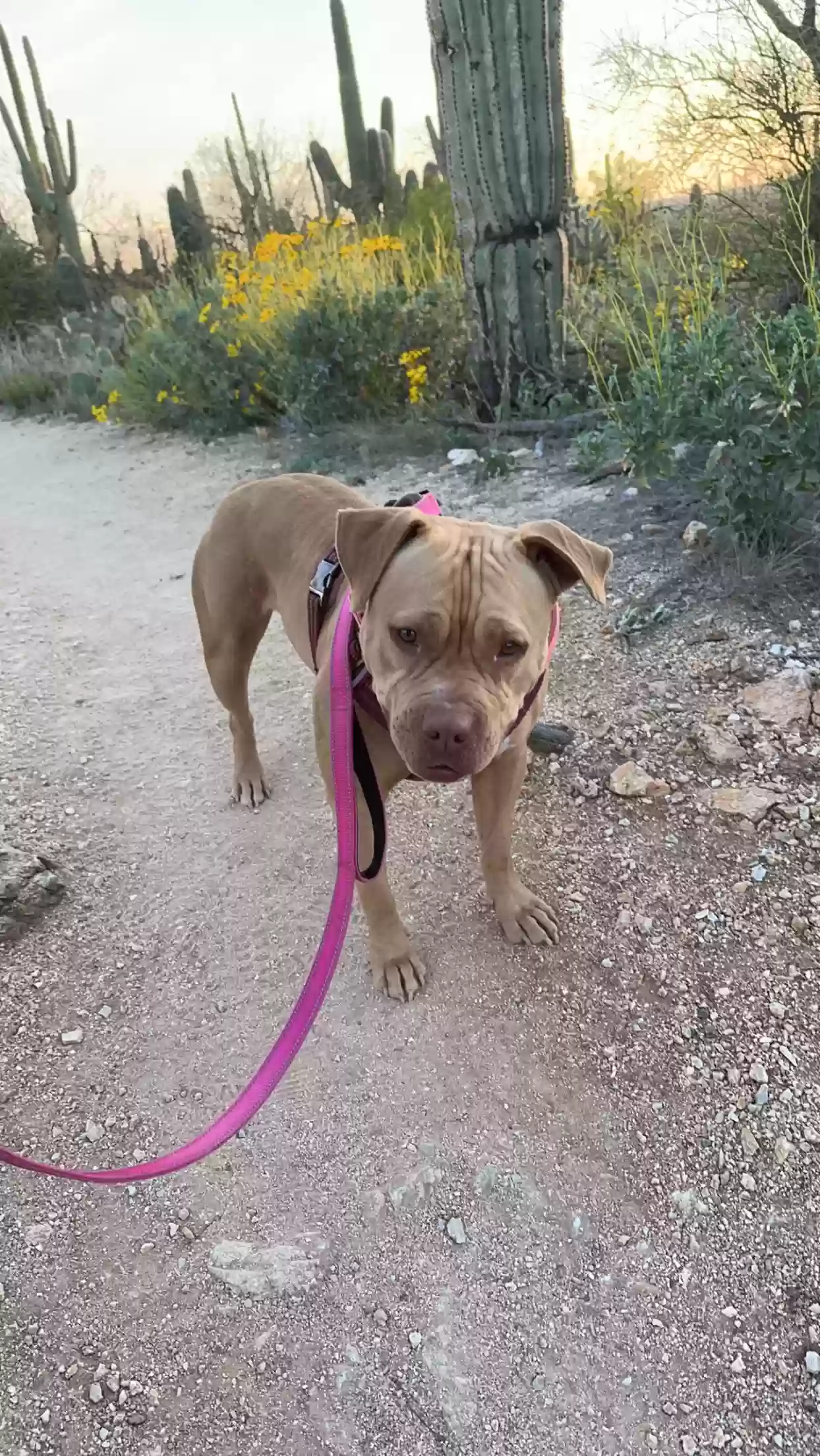 adoptable Dog in Tucson,AZ named Lola