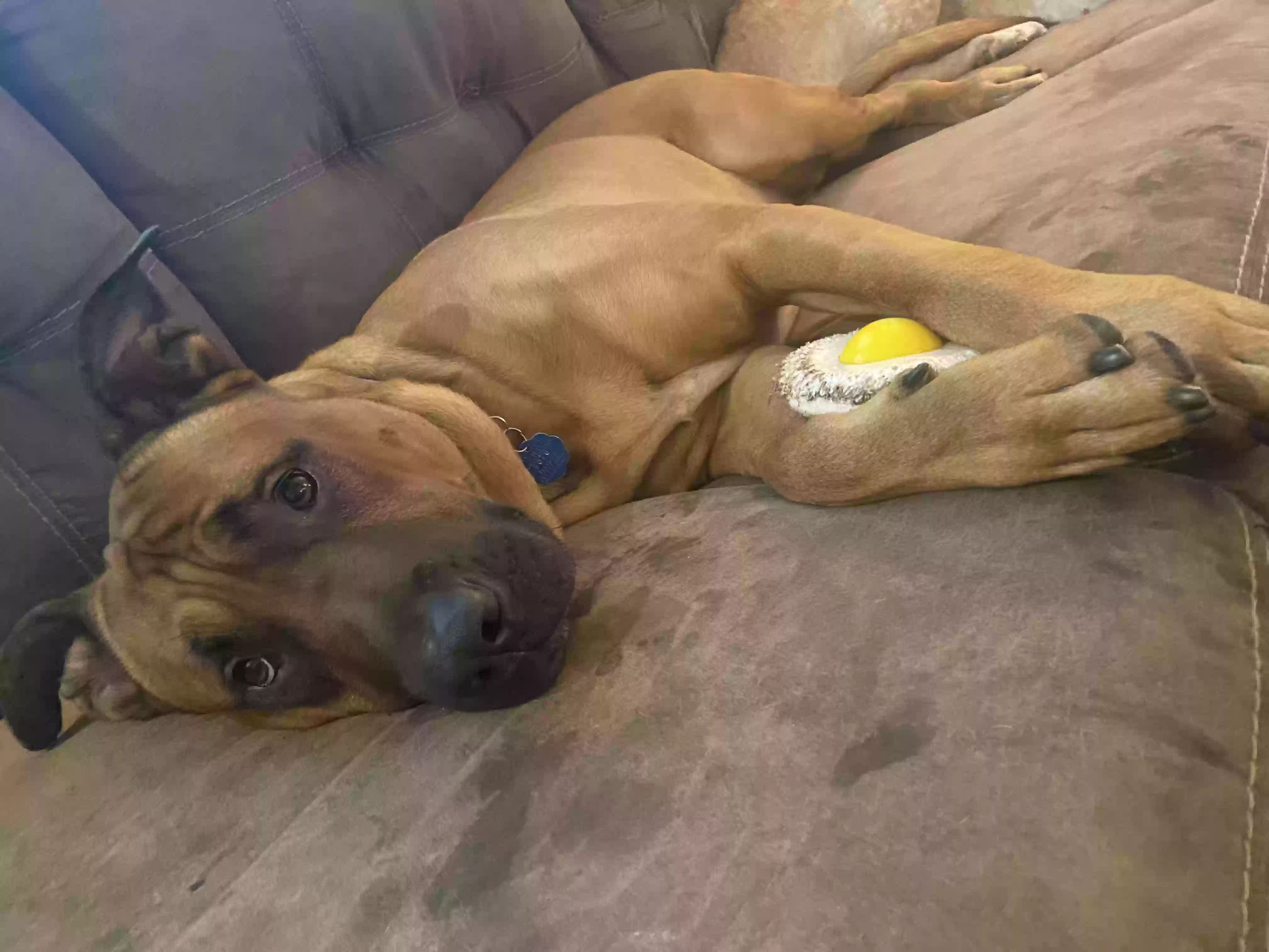 adoptable Dog in Kennesaw,GA named Bandit