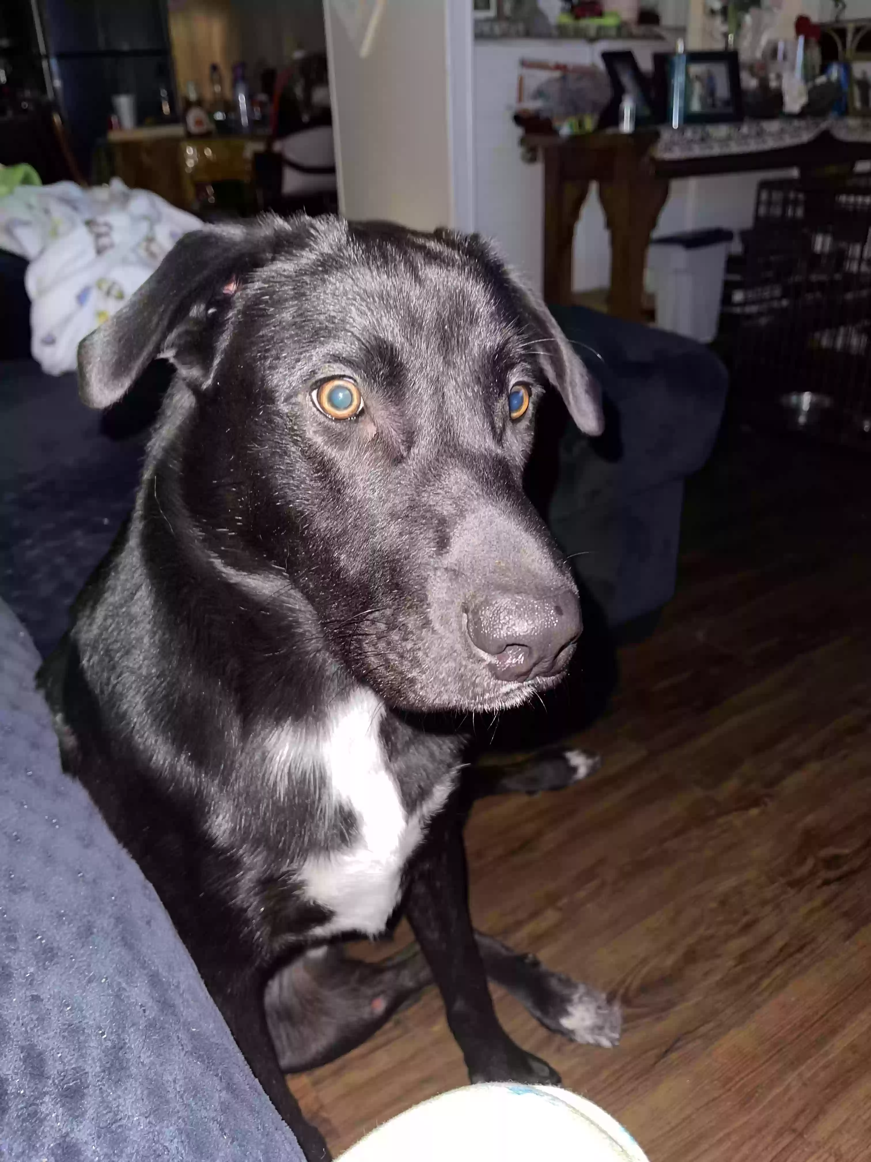 adoptable Dog in Waco,TX named Gordo