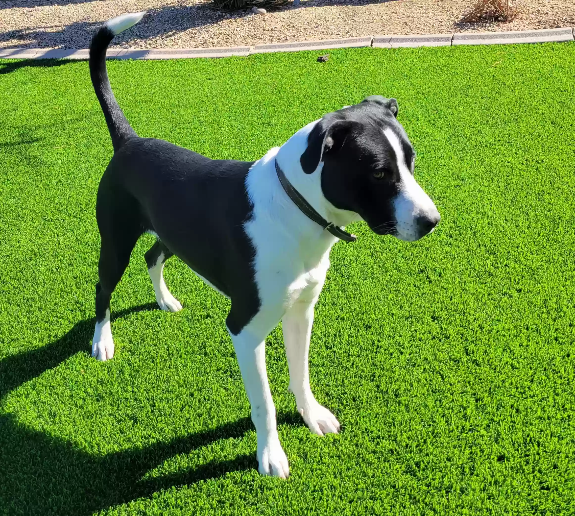 adoptable Dog in Phoenix,AZ named Rex