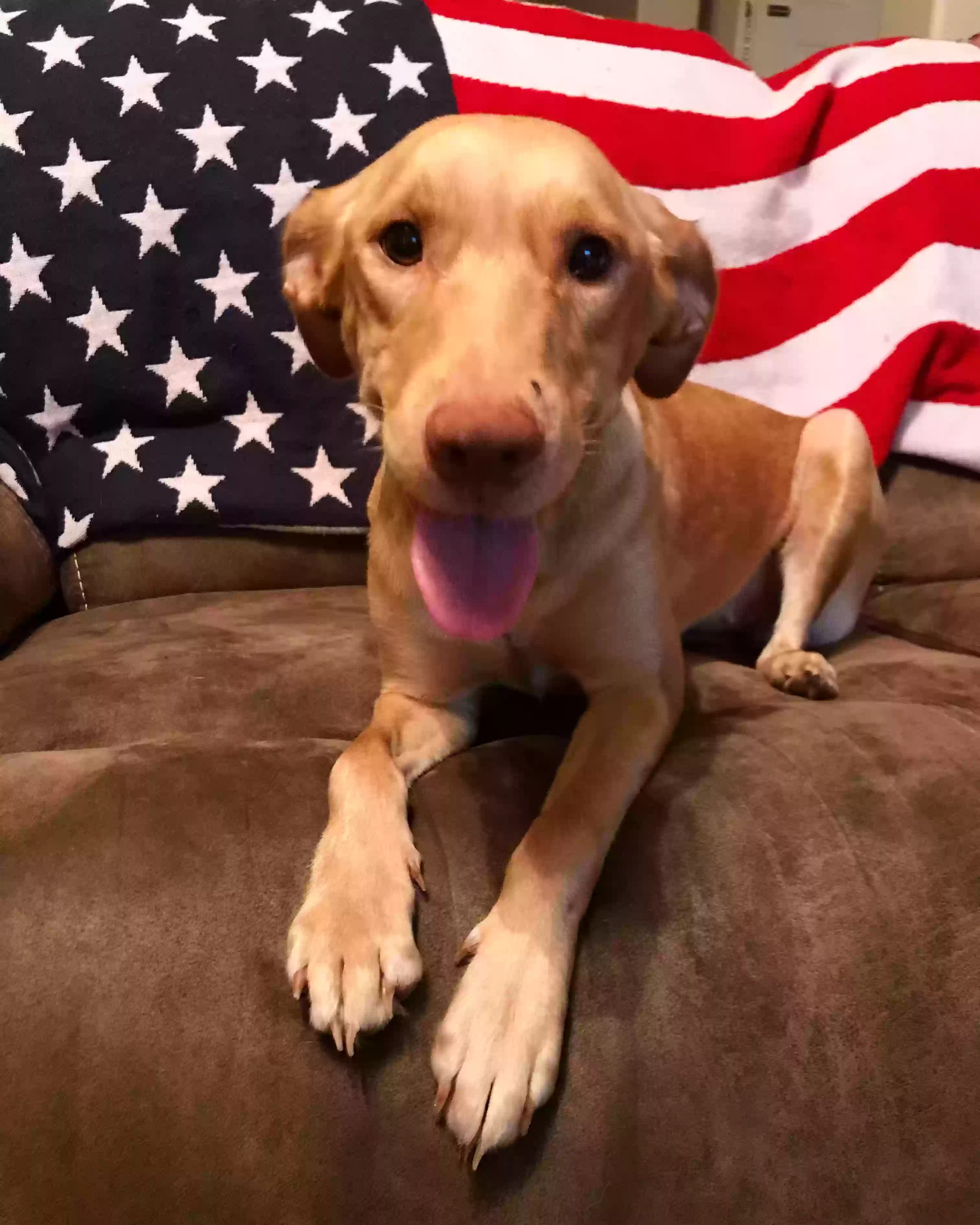 adoptable Dog in Pearland,TX named Sadie