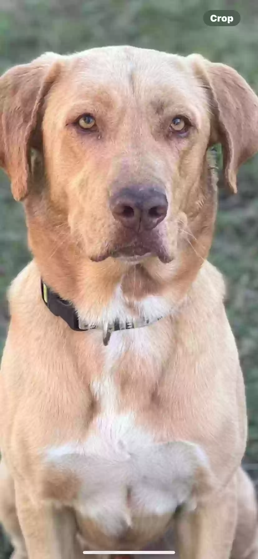 adoptable Dog in Zephyrhills,FL named Bailey