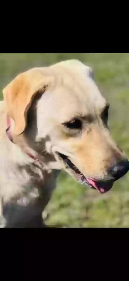 adoptable Dog in Zephyrhills,FL named Molly