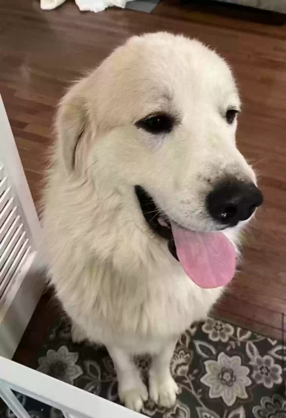 adoptable Dog in Stafford,VA named Finn