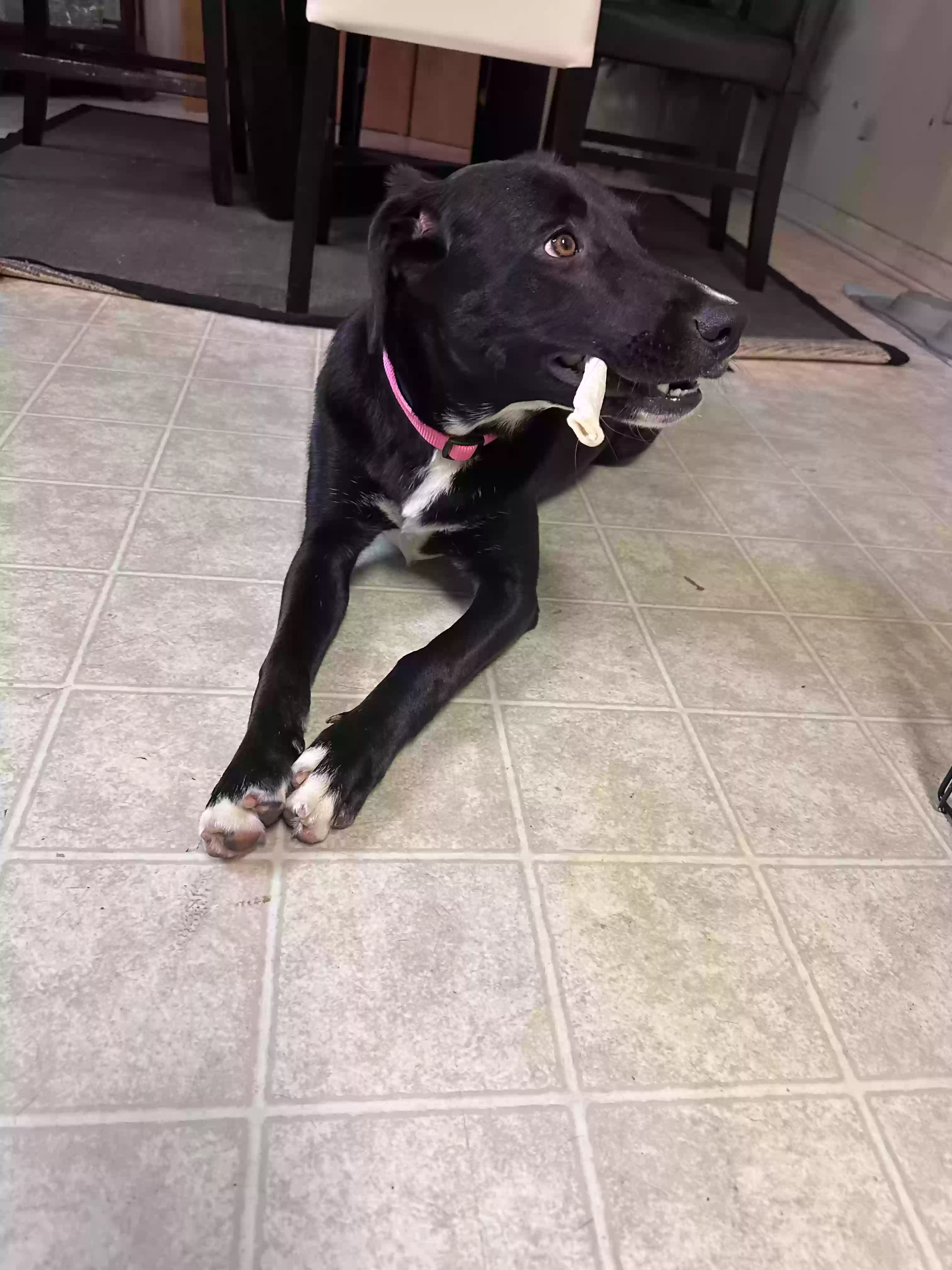 adoptable Dog in Cary,NC named Diamond