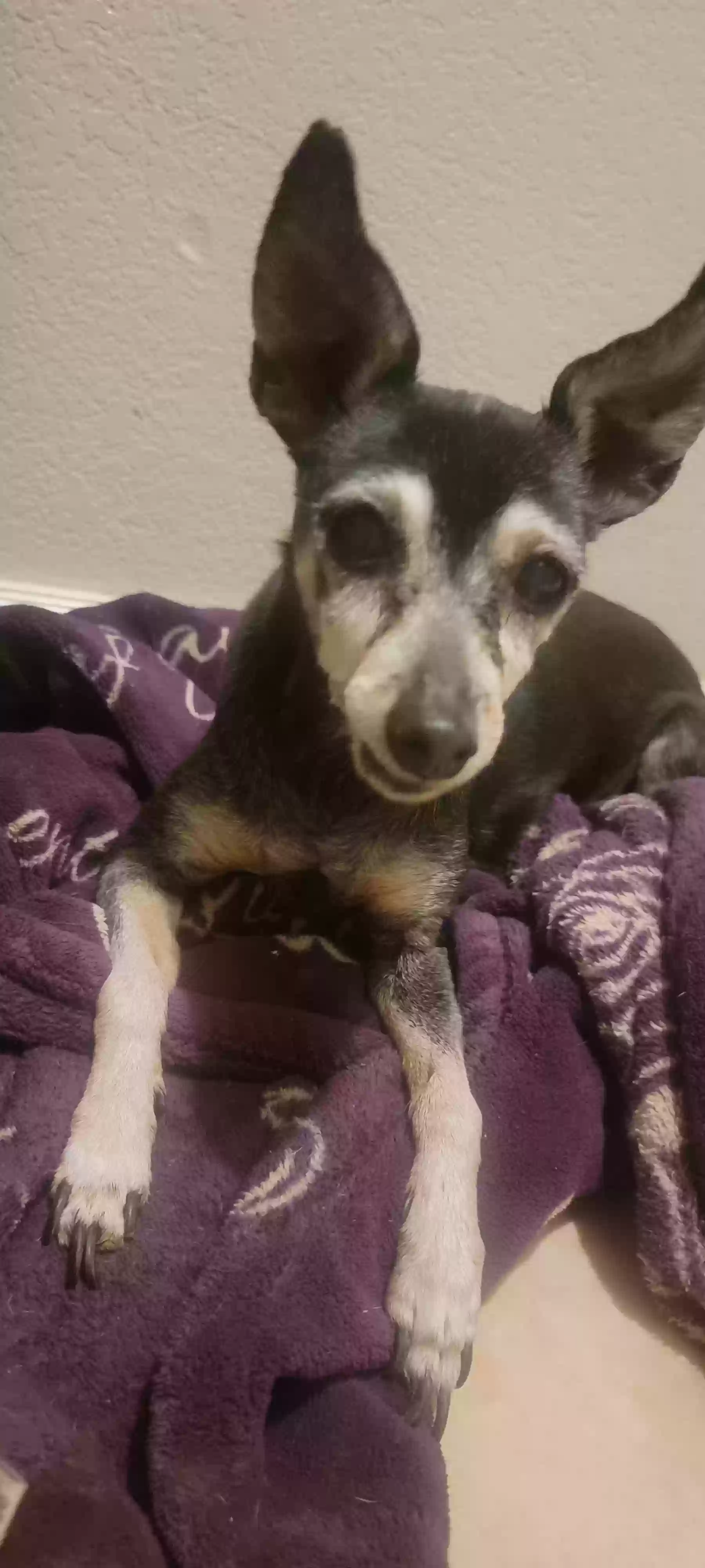 adoptable Dog in Phoenix,AZ named Paquita