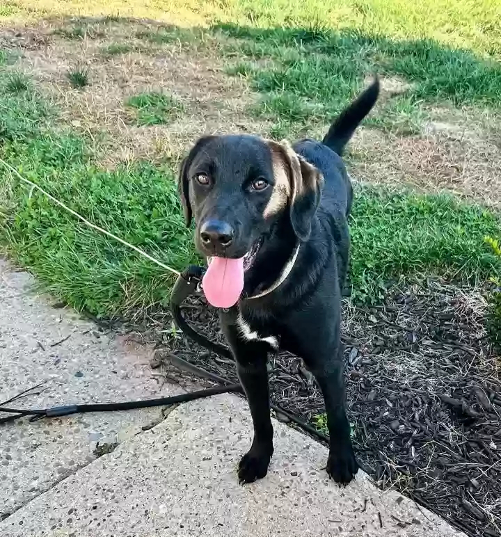 adoptable Dog in Bellmawr,NJ named Vader