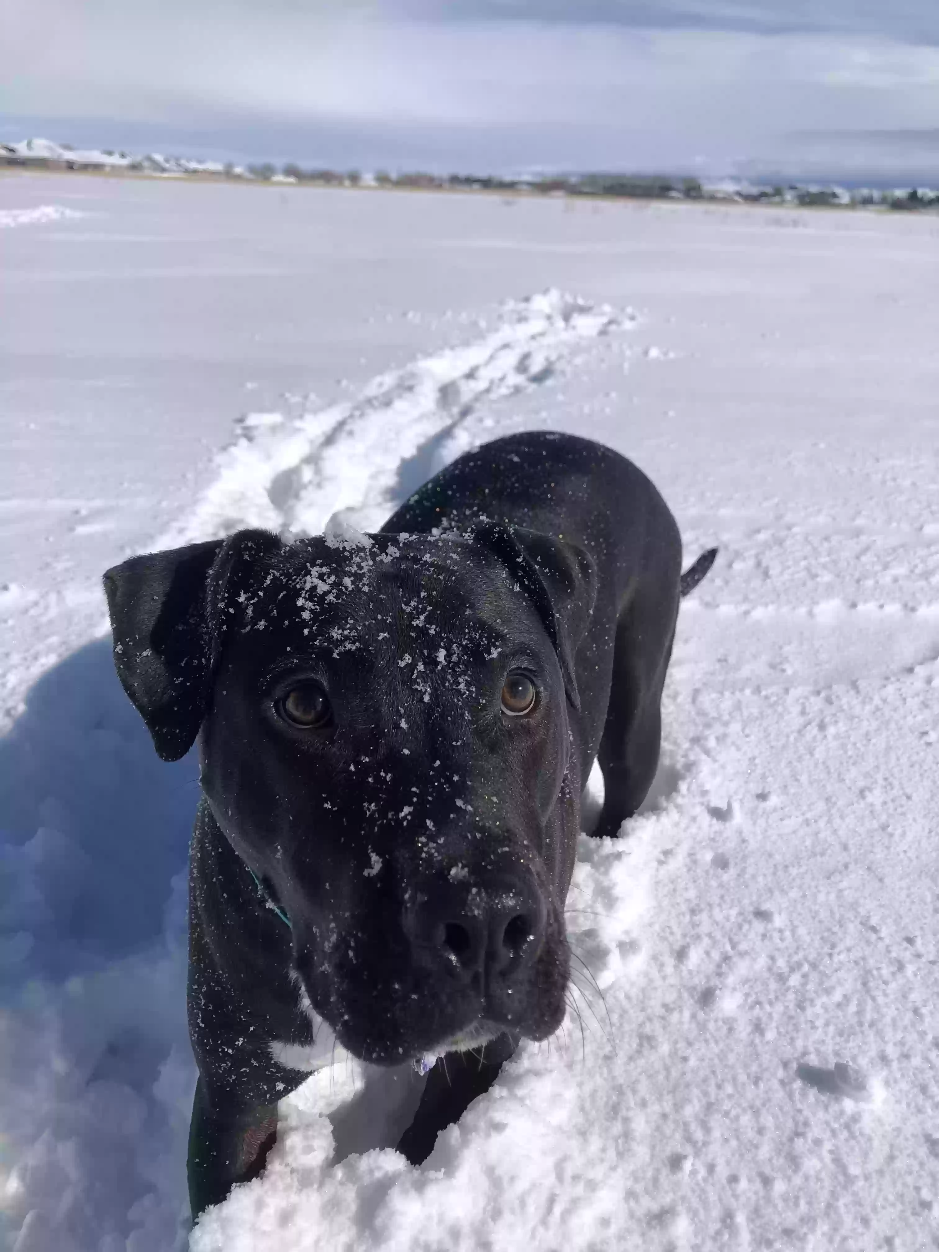 adoptable Dog in Lehi,UT named Ace