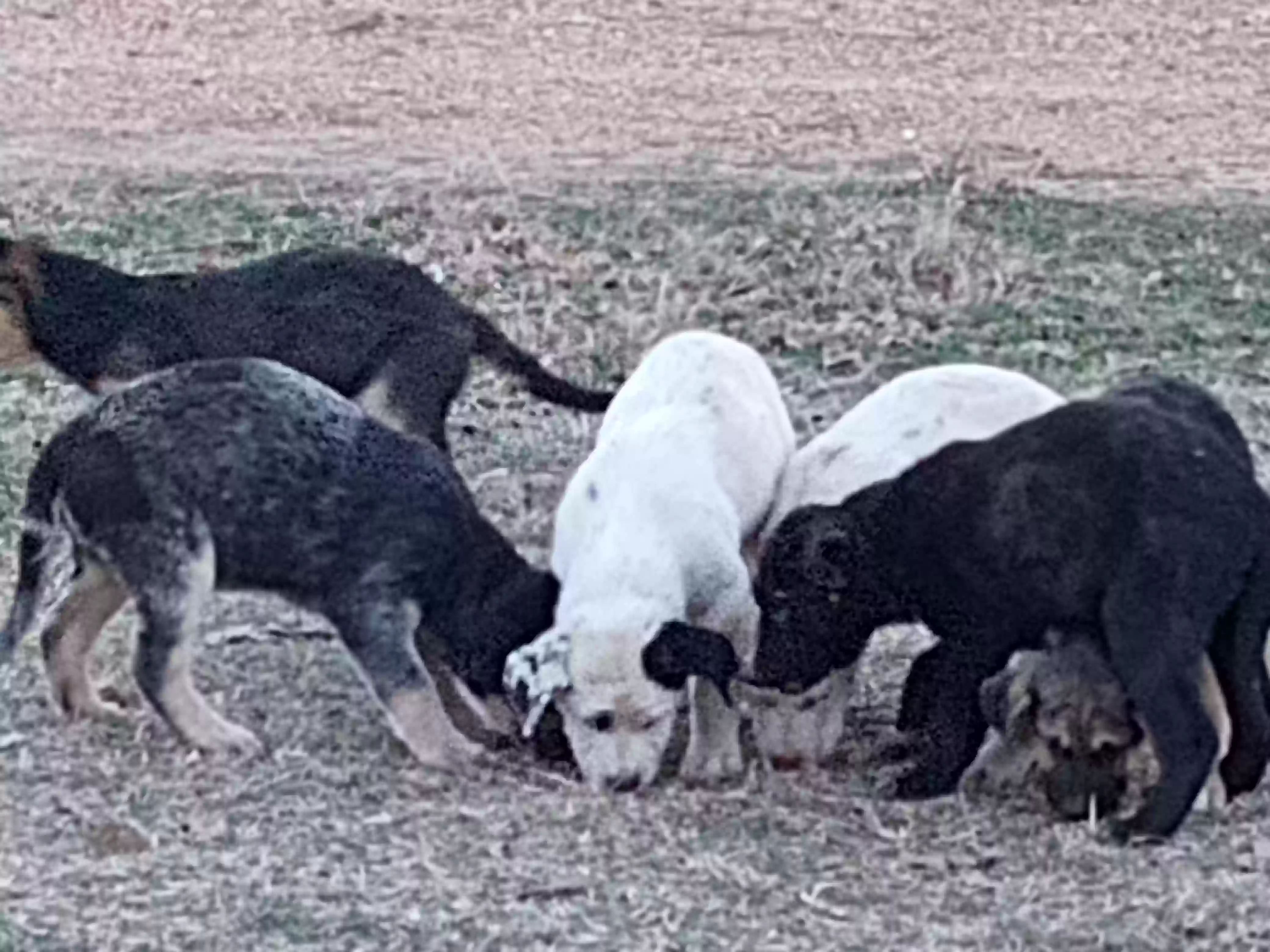adoptable Dog in Graham,TX named No name 3 pups