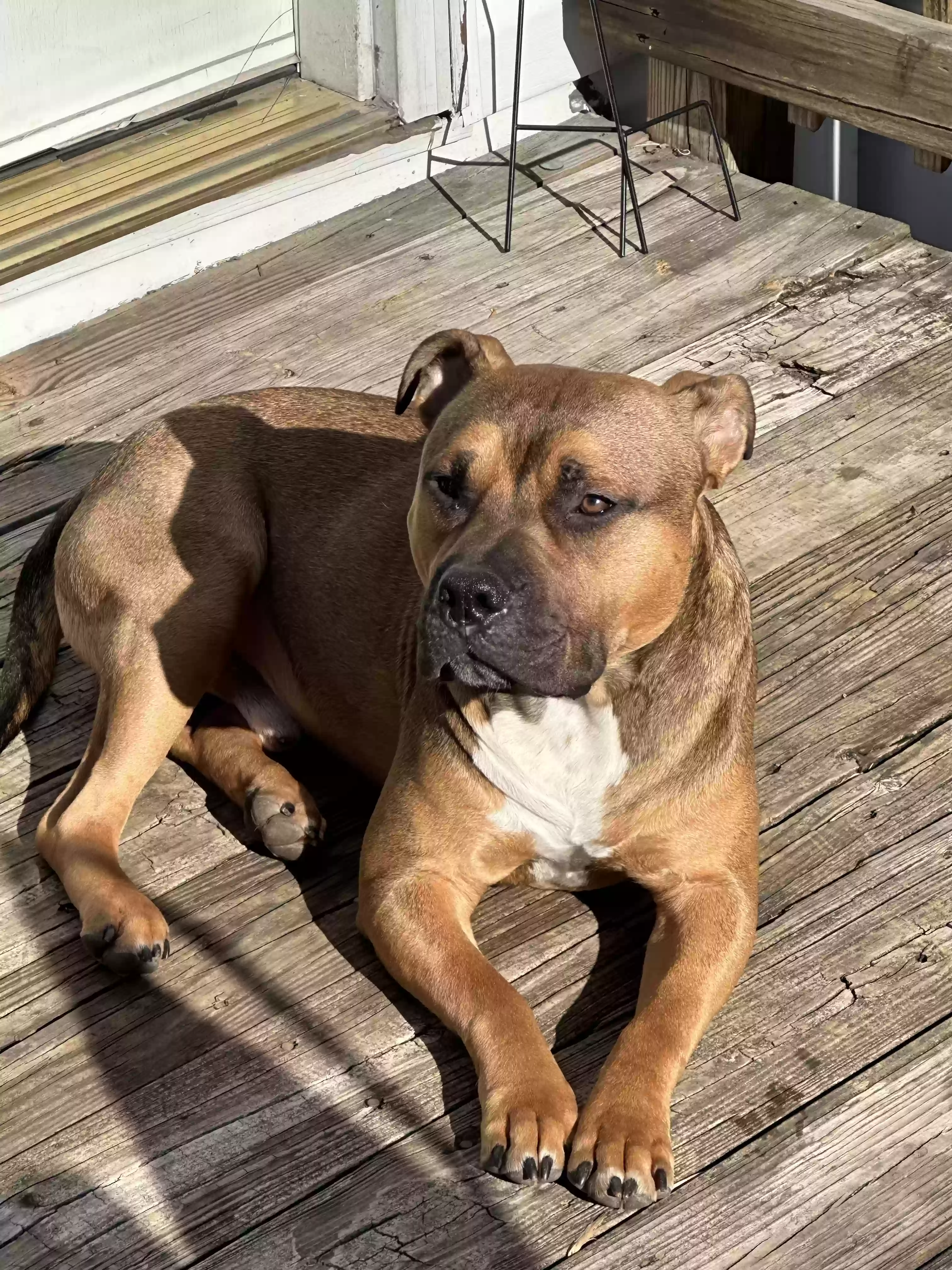 adoptable Dog in Stafford,VA named Oso