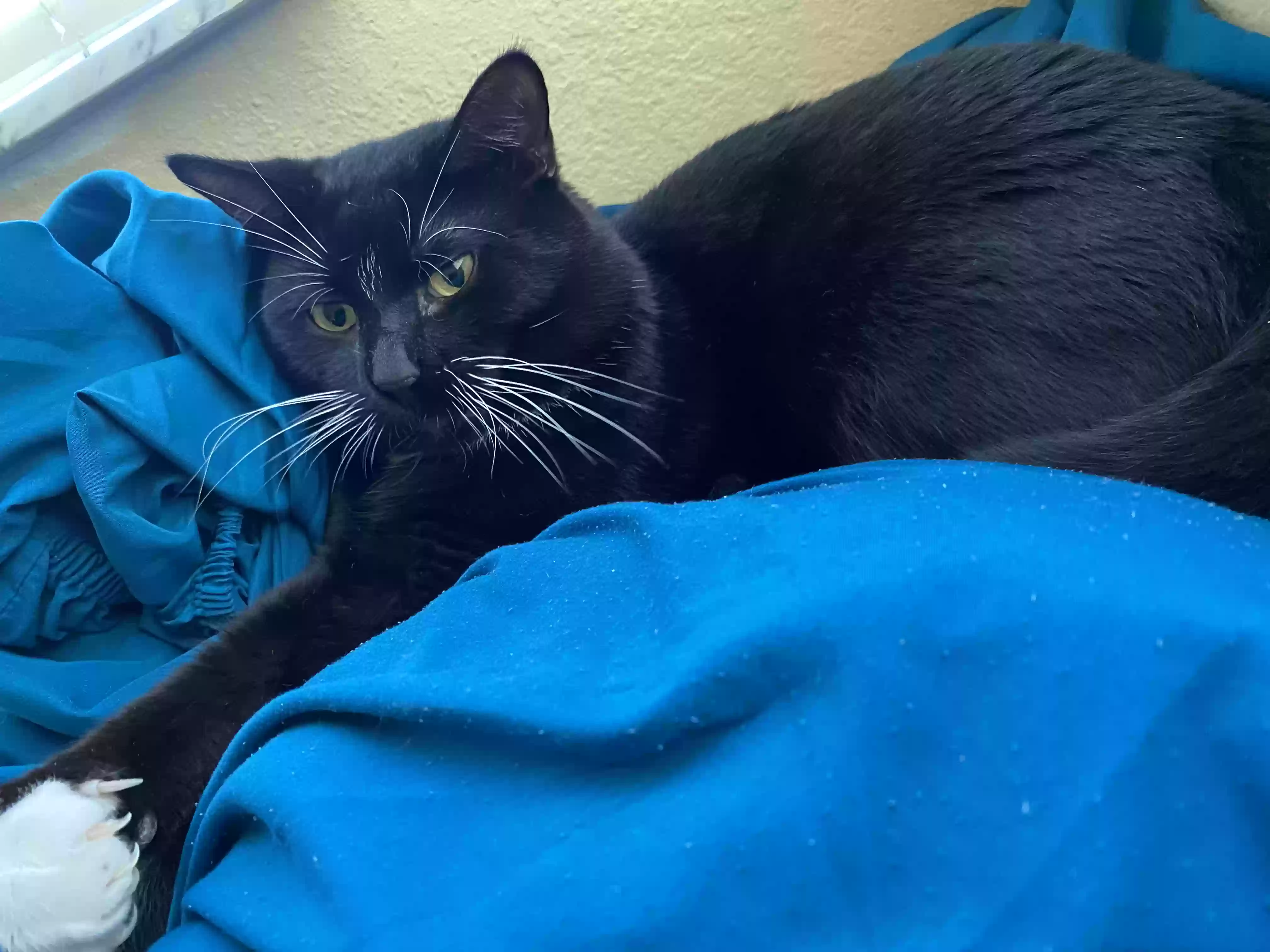 adoptable Cat in Orlando,FL named Basboos