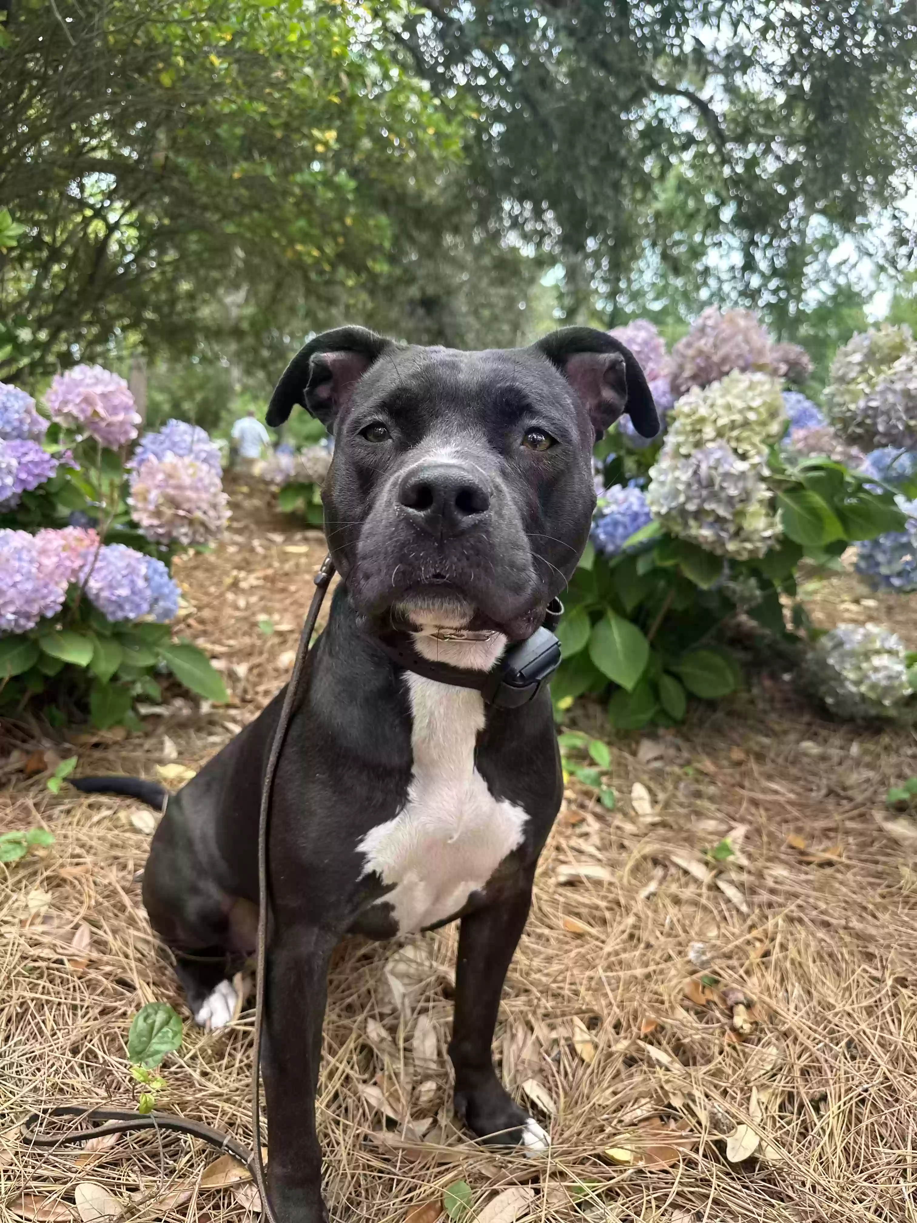 adoptable Dog in Raleigh,NC named Willow