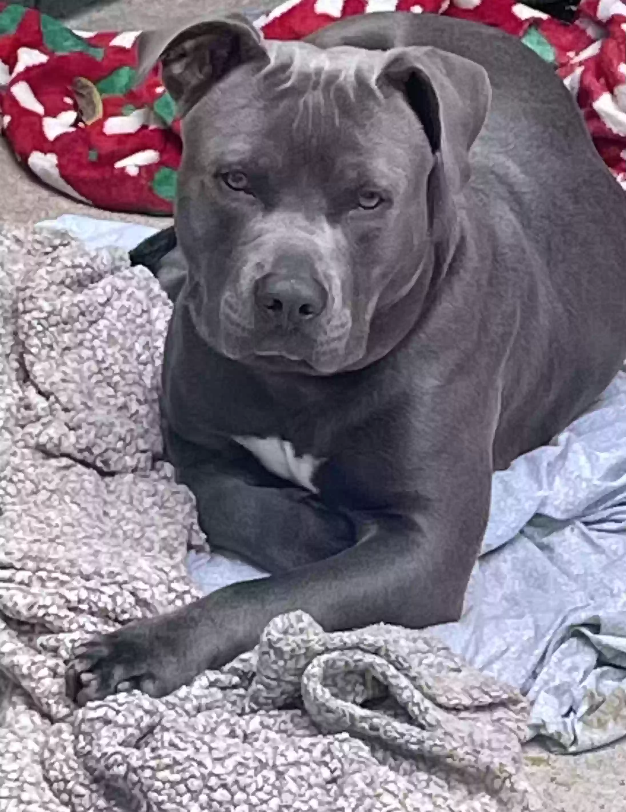 adoptable Dog in Dallas,TX named Blue