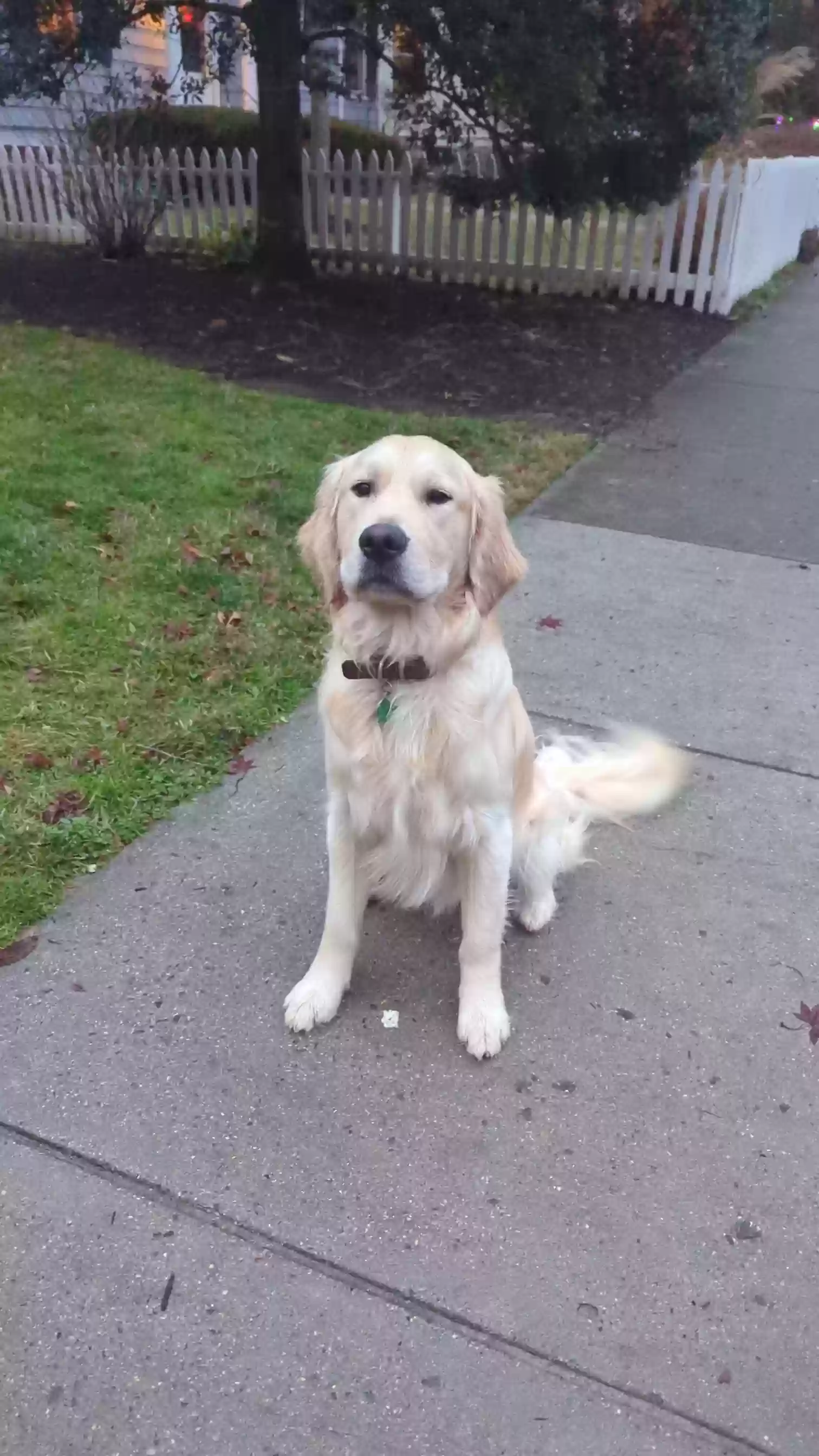 adoptable Dog in Washington,DC named Charlie