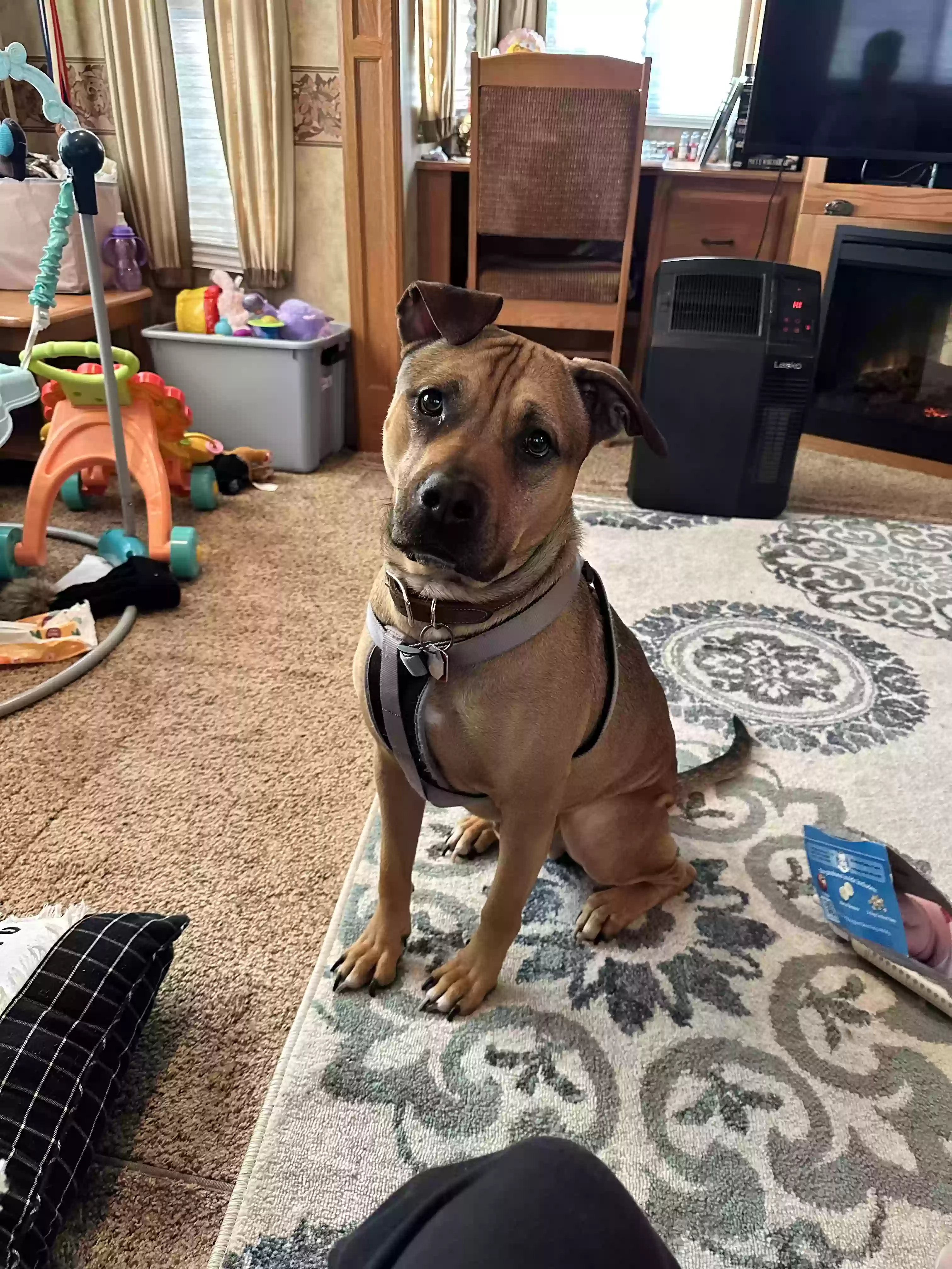 adoptable Dog in Paris,KY named Scooby