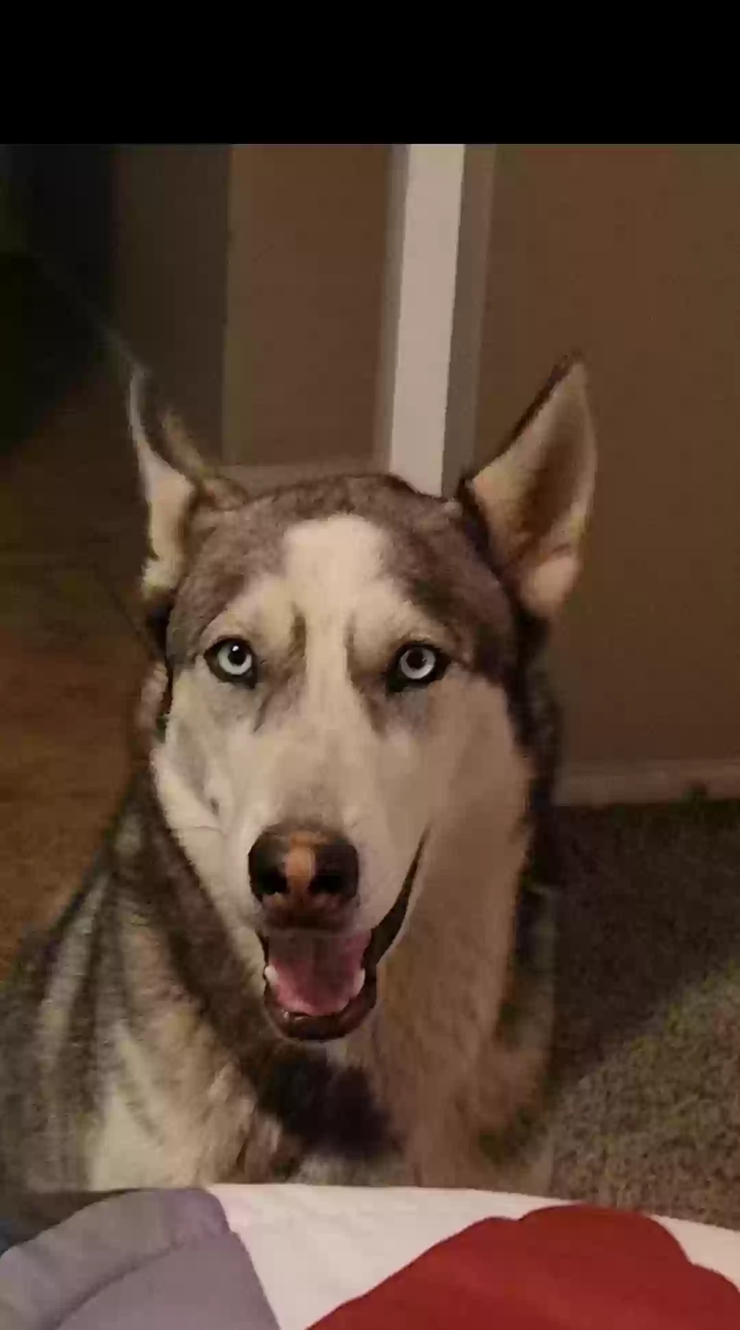 adoptable Dog in Mesa,AZ named Tikanni