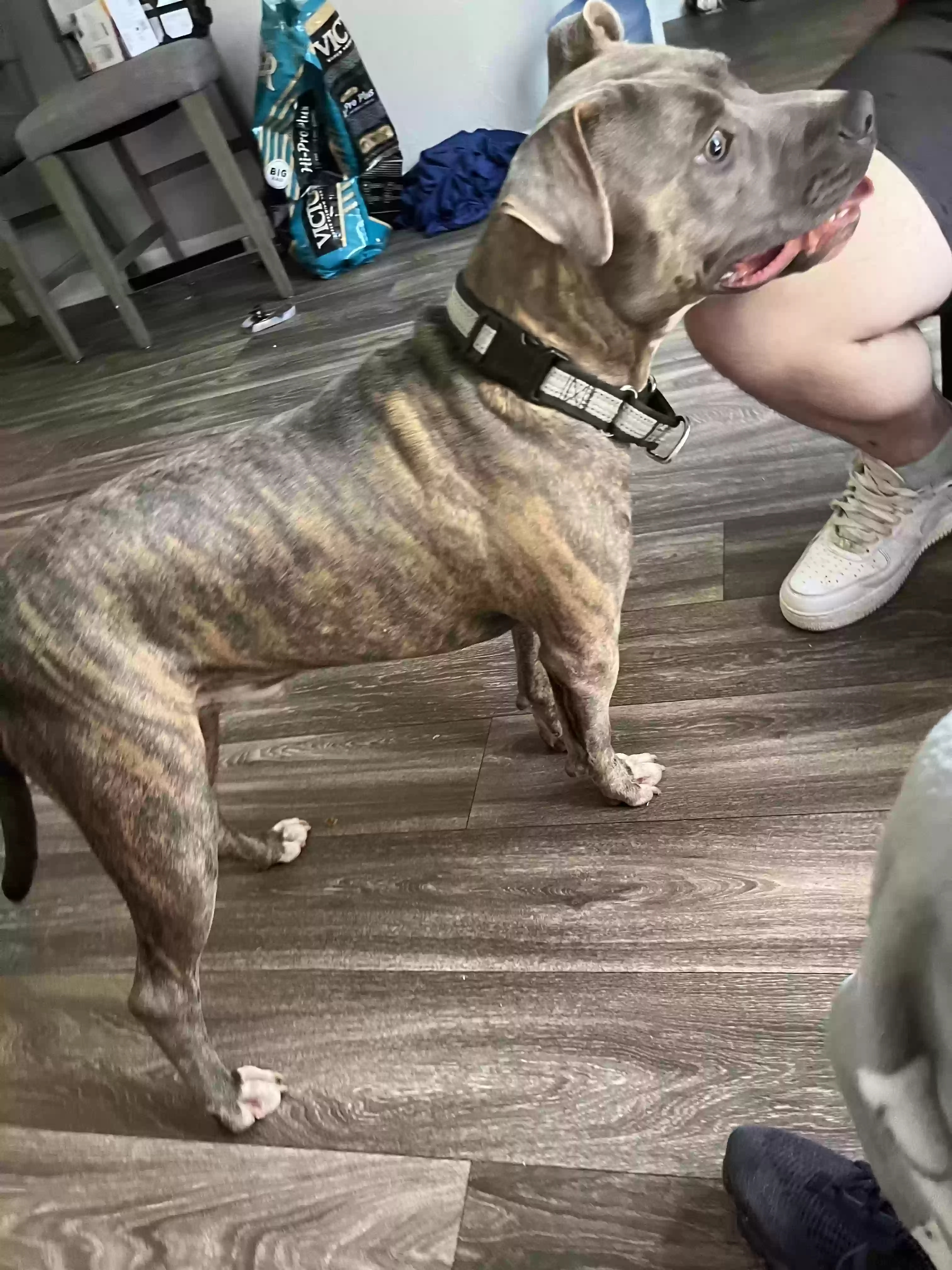 adoptable Dog in Monroe,GA named SLASH