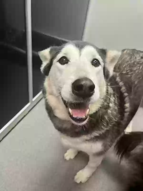adoptable Dog in Cleveland,TX named Sasha