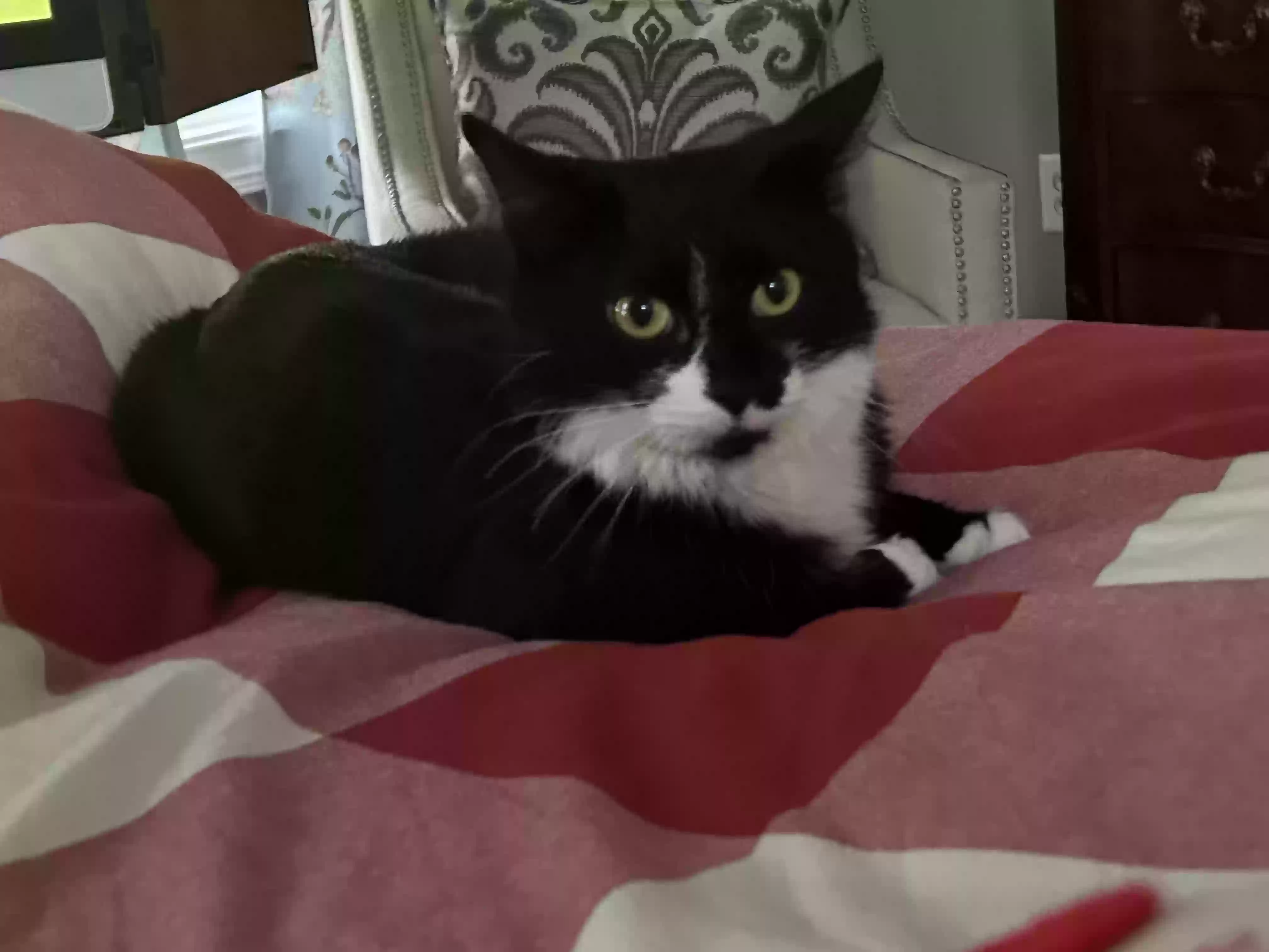 adoptable Cat in Franklin,TN named Tuxie