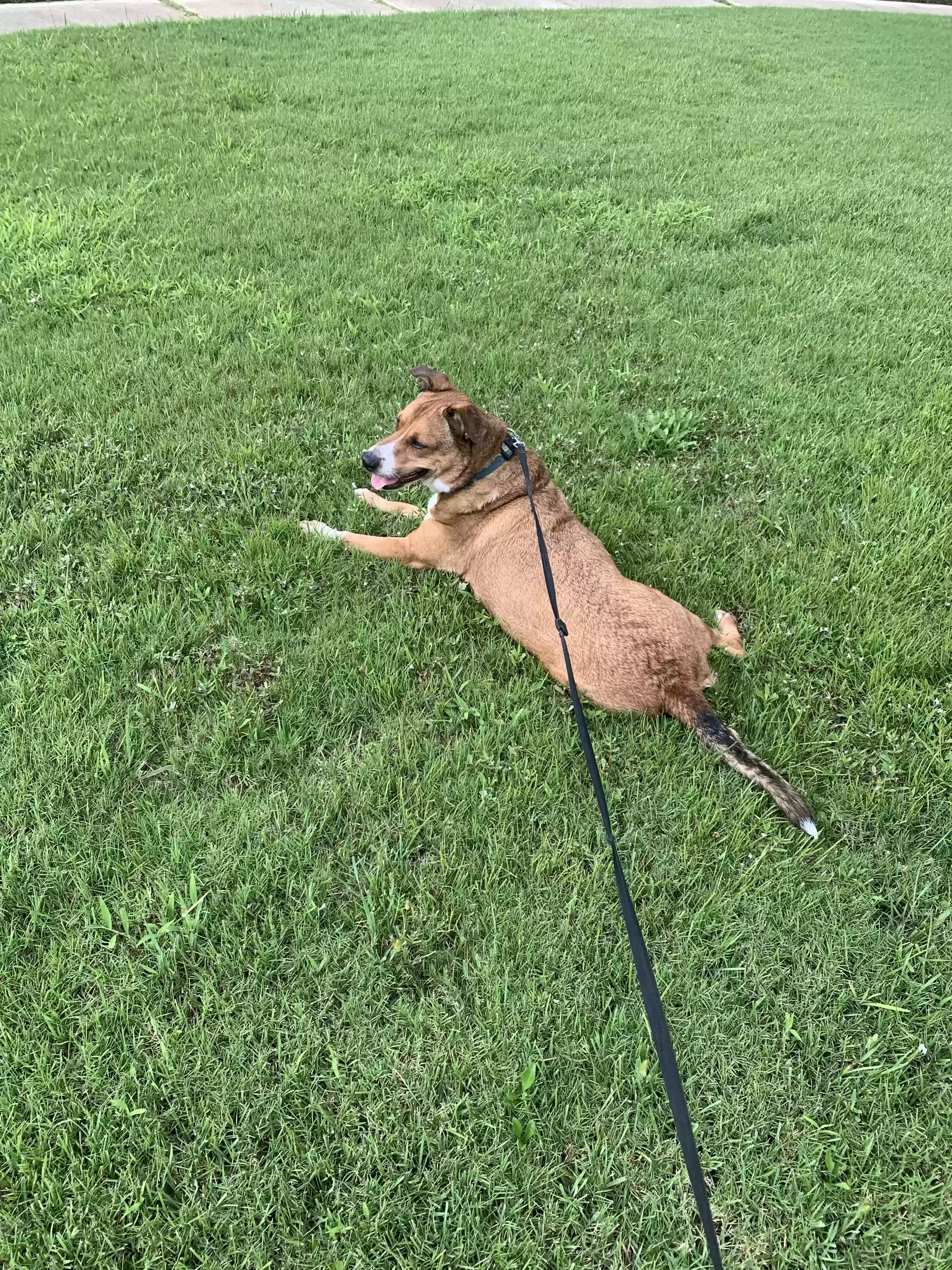 adoptable Dog in Cordova,TN named poncho