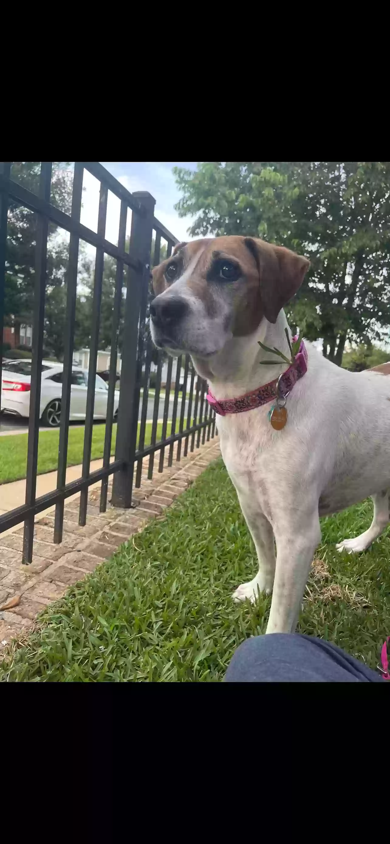 adoptable Dog in Tallahassee,FL named Sweet Pea