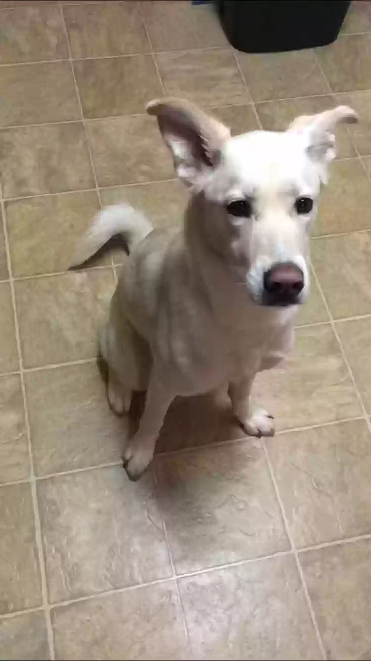 adoptable Dog in Arlington,VA named Inara