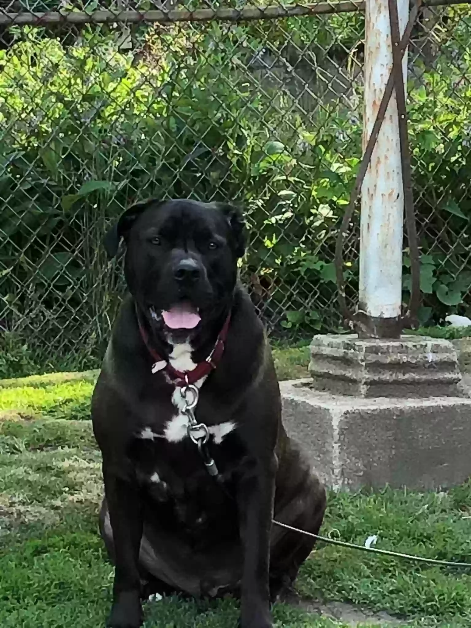 adoptable Dog in Scranton,PA named Charley