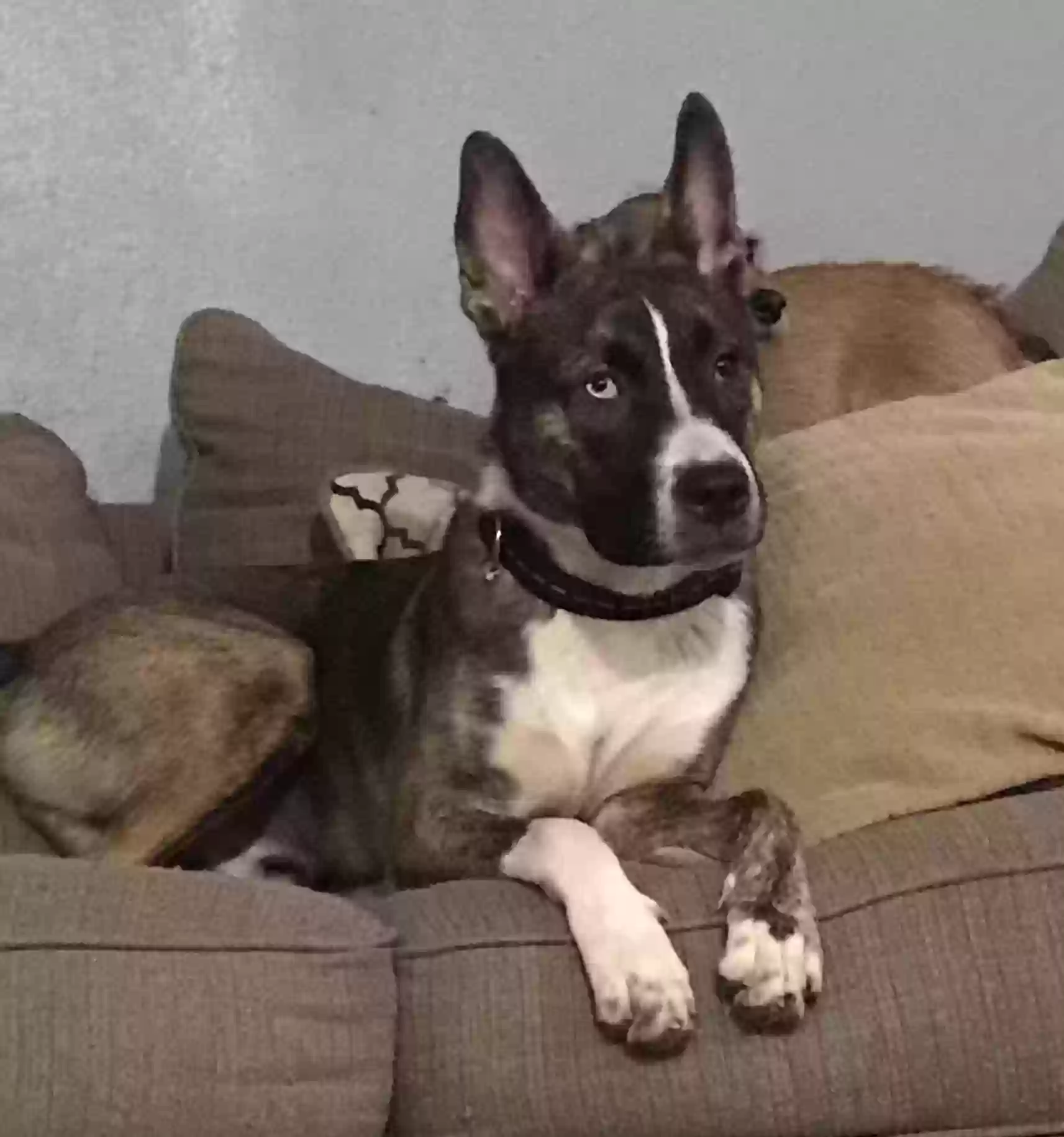adoptable Dog in El Paso,TX named Blue