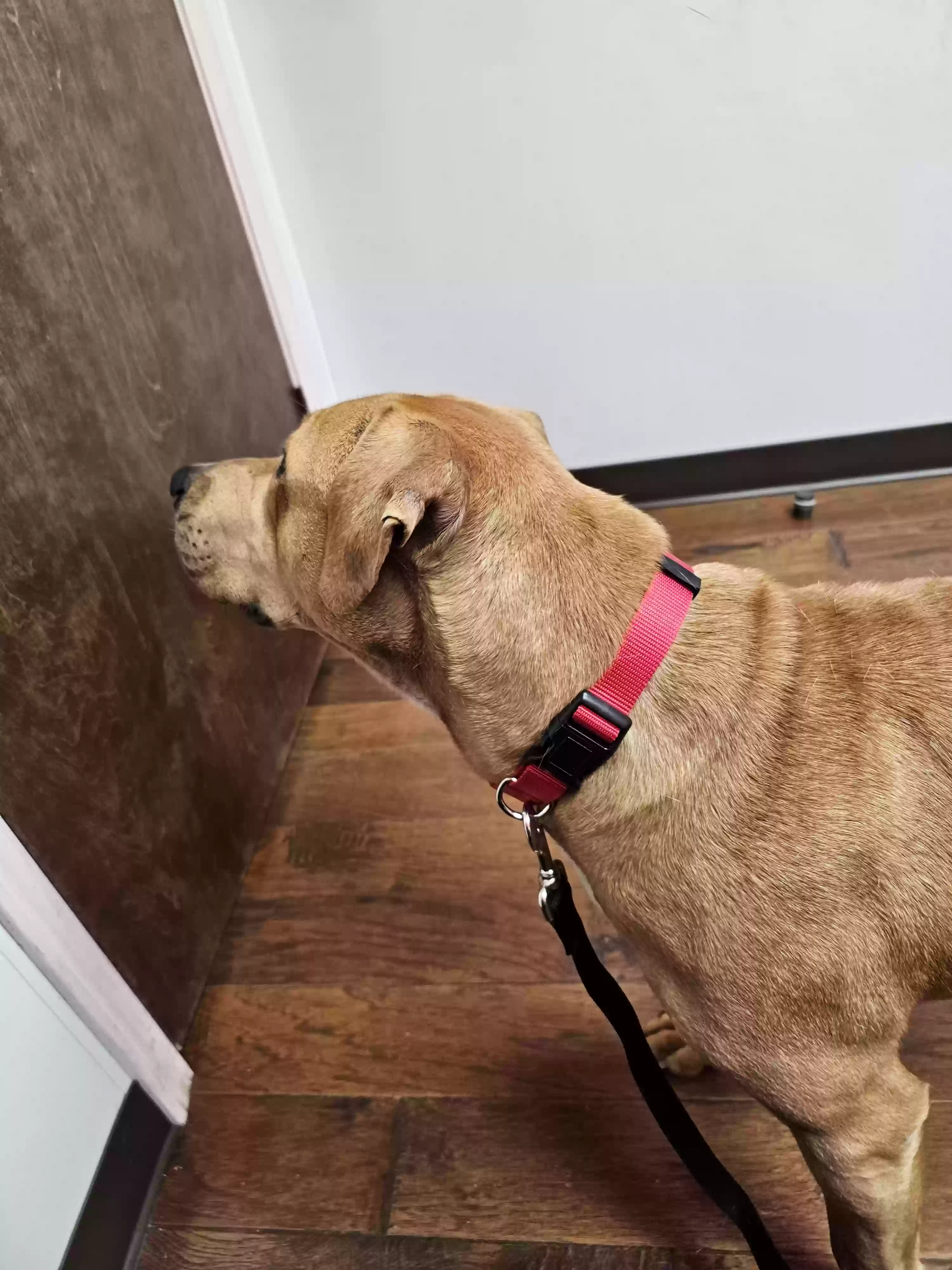adoptable Dog in Monroe,LA named Stray