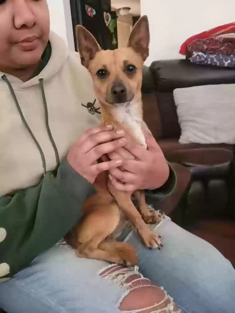 adoptable Dog in Visalia,CA named Bean