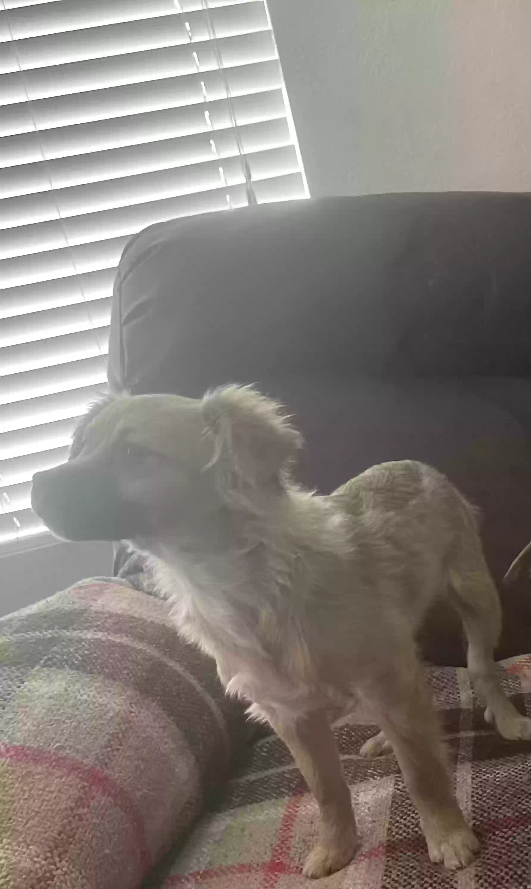 adoptable Dog in Visalia,CA named Dusty