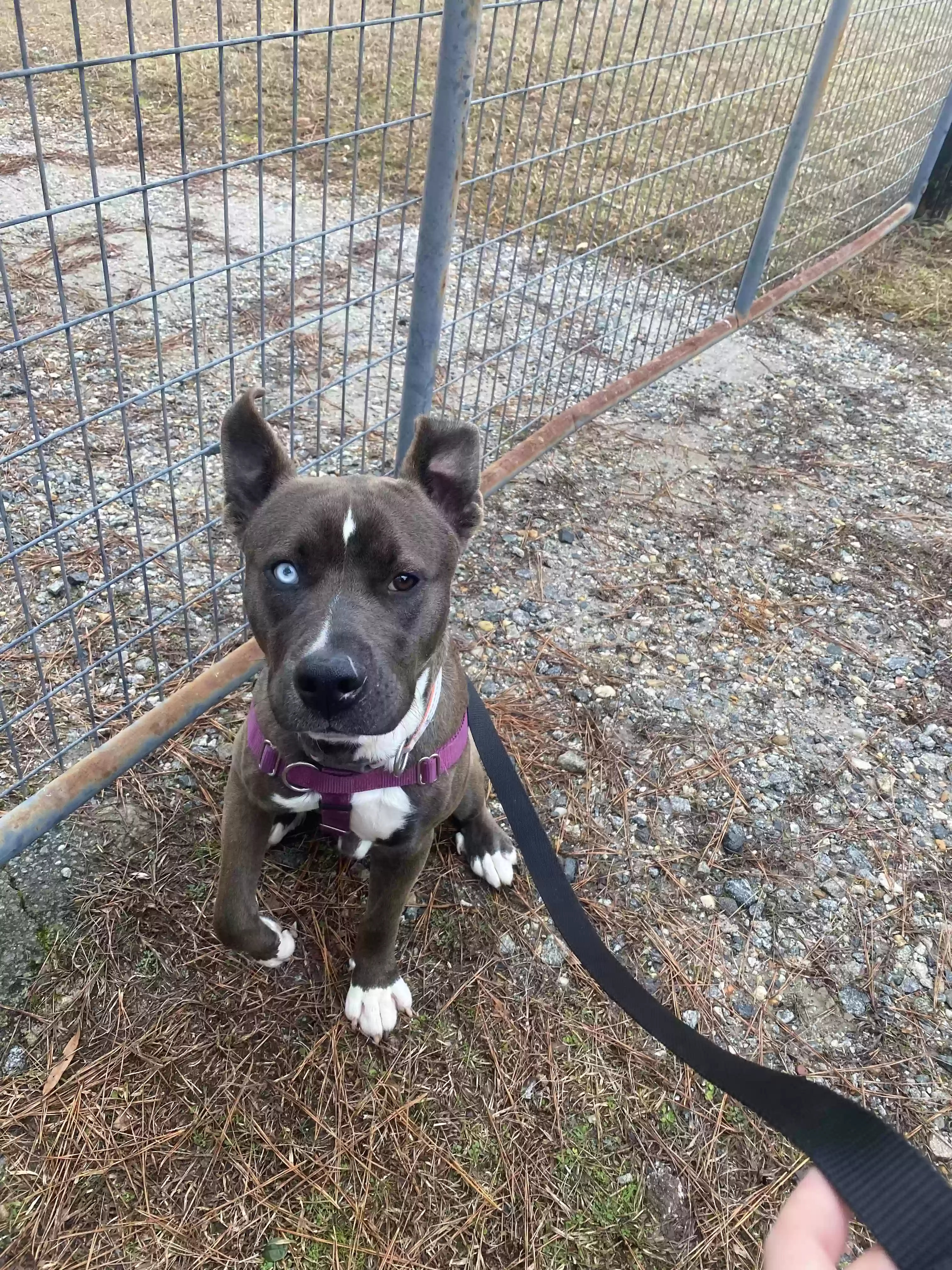 adoptable Dog in Columbus,GA named Ash