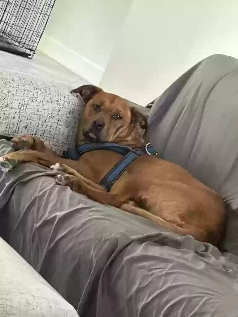 adoptable Dog in Port Charlotte,FL named Phoenix