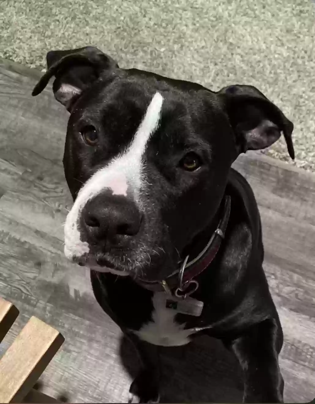 adoptable Dog in Austin,TX named Belle