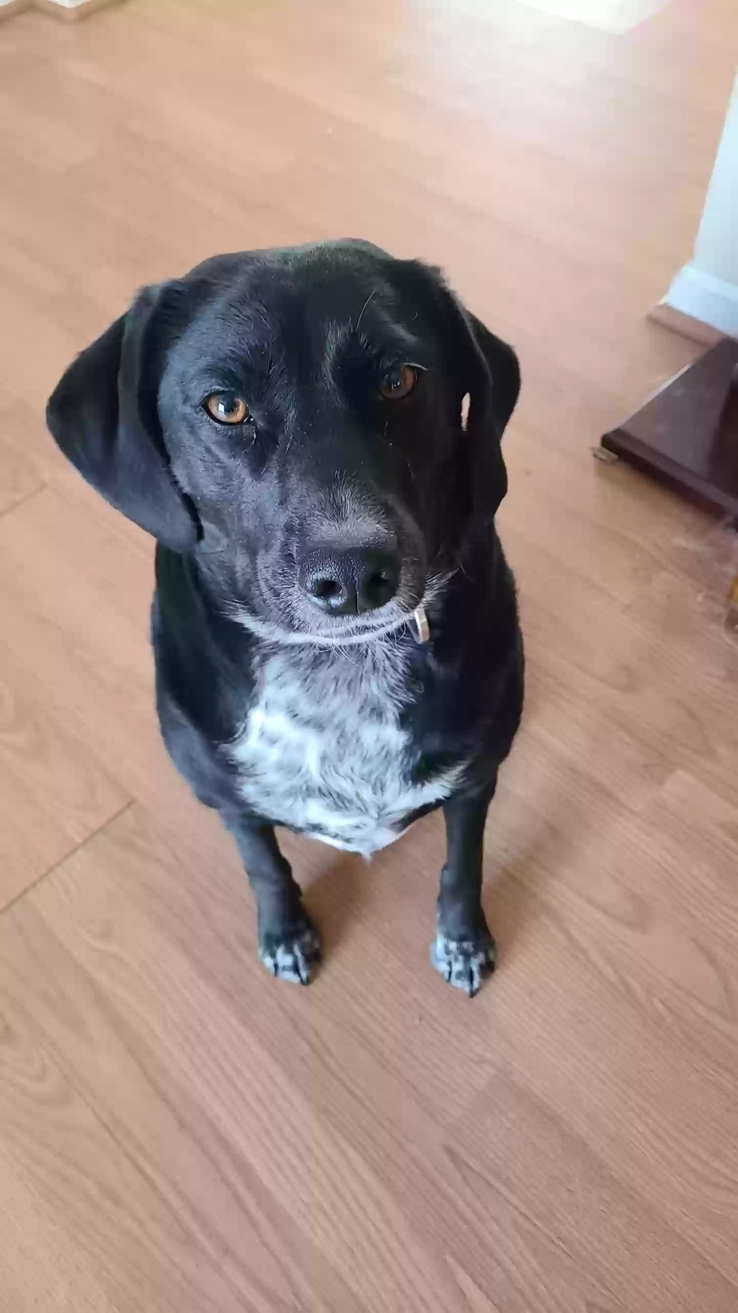 adoptable Dog in Cincinnati,OH named Pepper