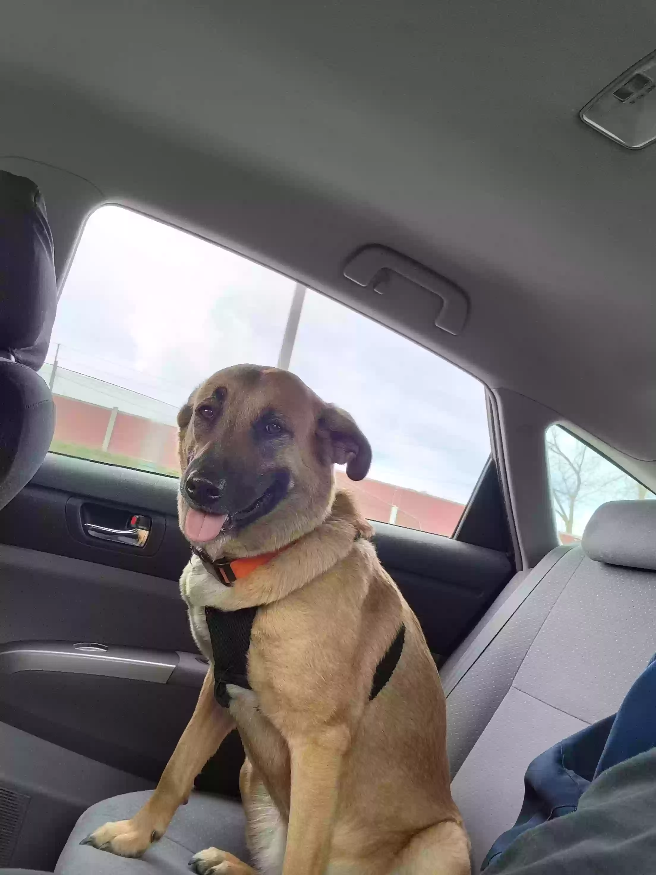 adoptable Dog in Cleveland,OH named Dakota