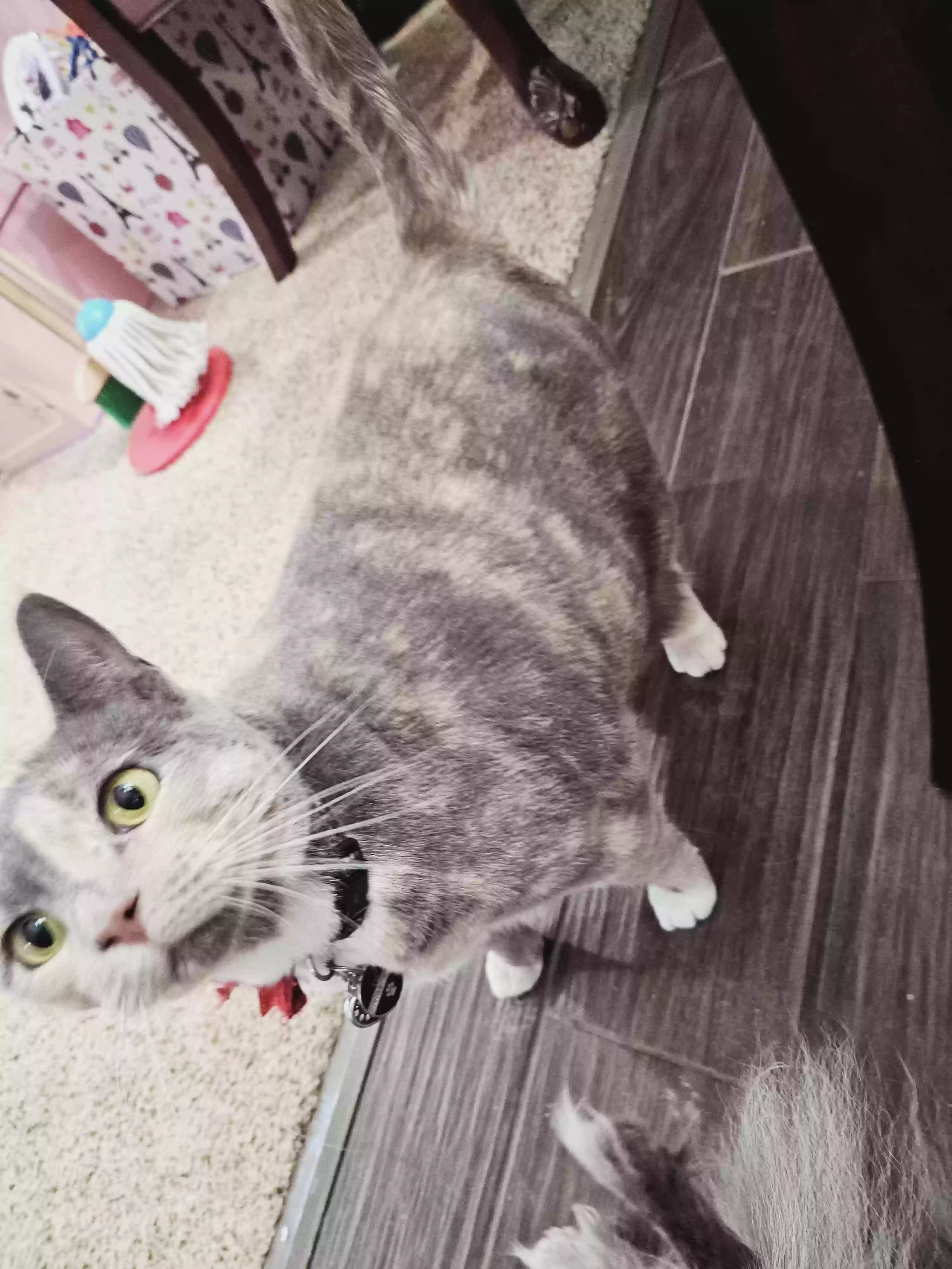 adoptable Cat in Canton,MI named Luna