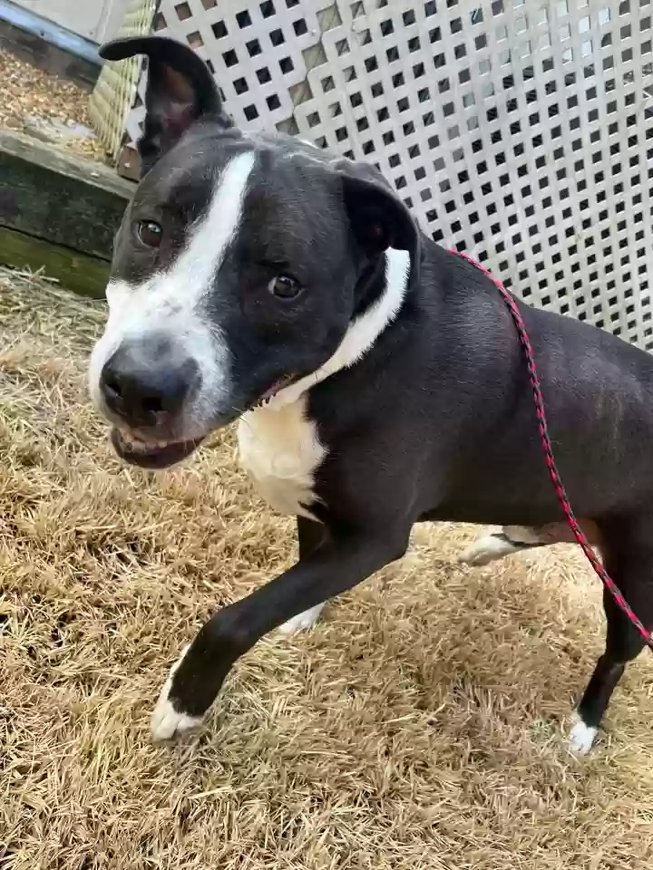 adoptable Dog in Wake Forest,NC named Rennie