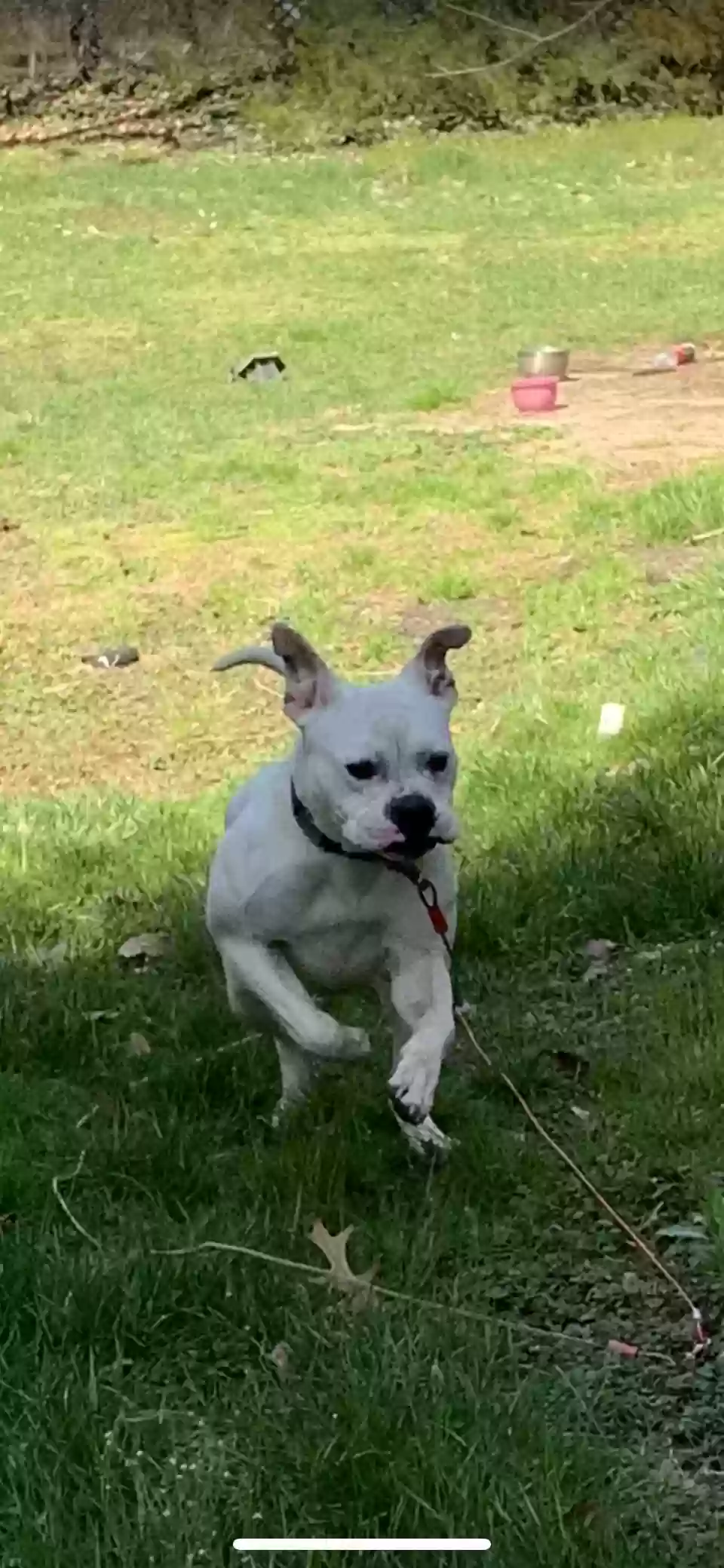 adoptable Dog in Voorhees,NJ named Roxy