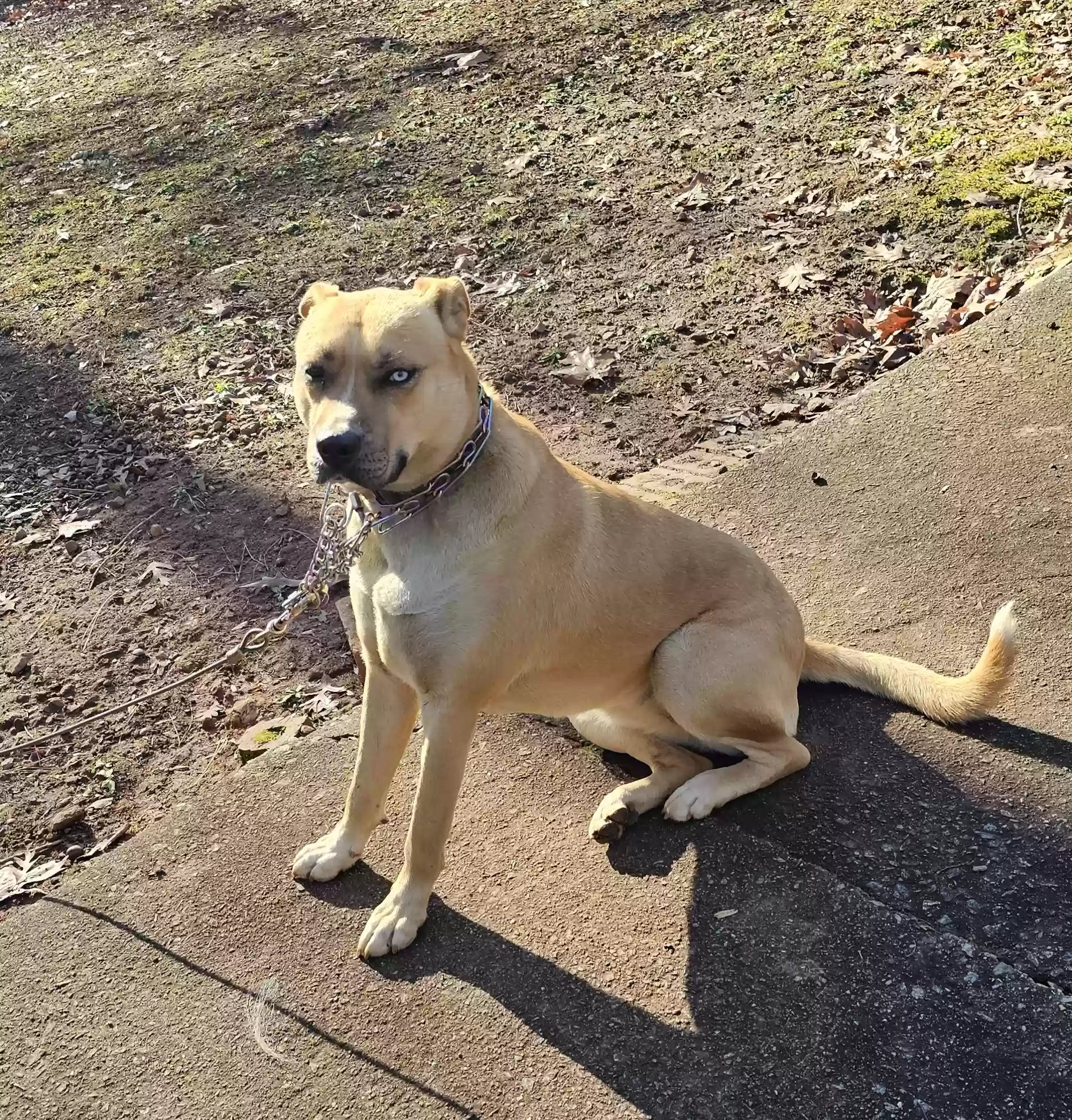 adoptable Dog in Riverdale,GA named Crystal Eye