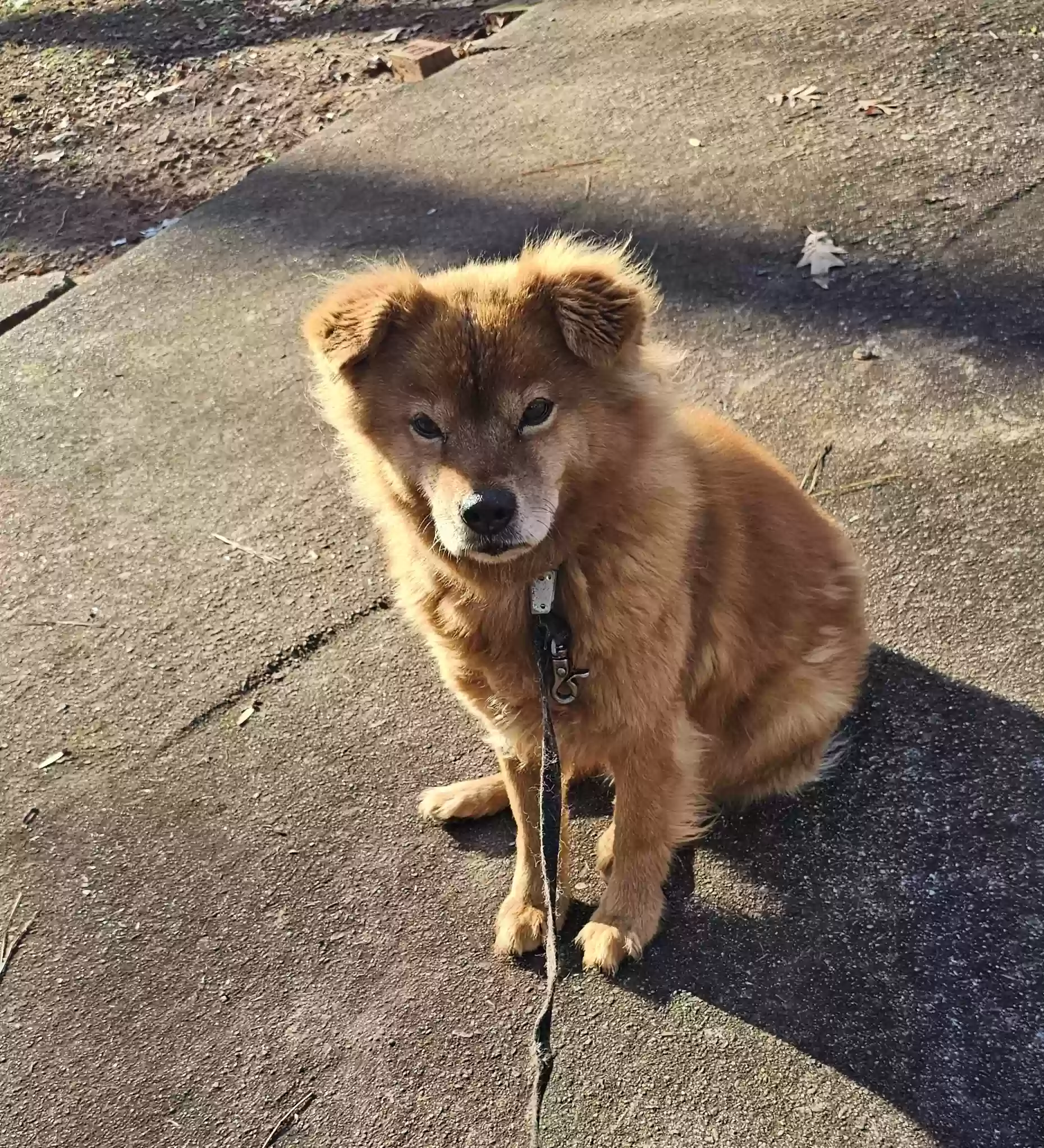 adoptable Dog in Riverdale,GA named Autumn