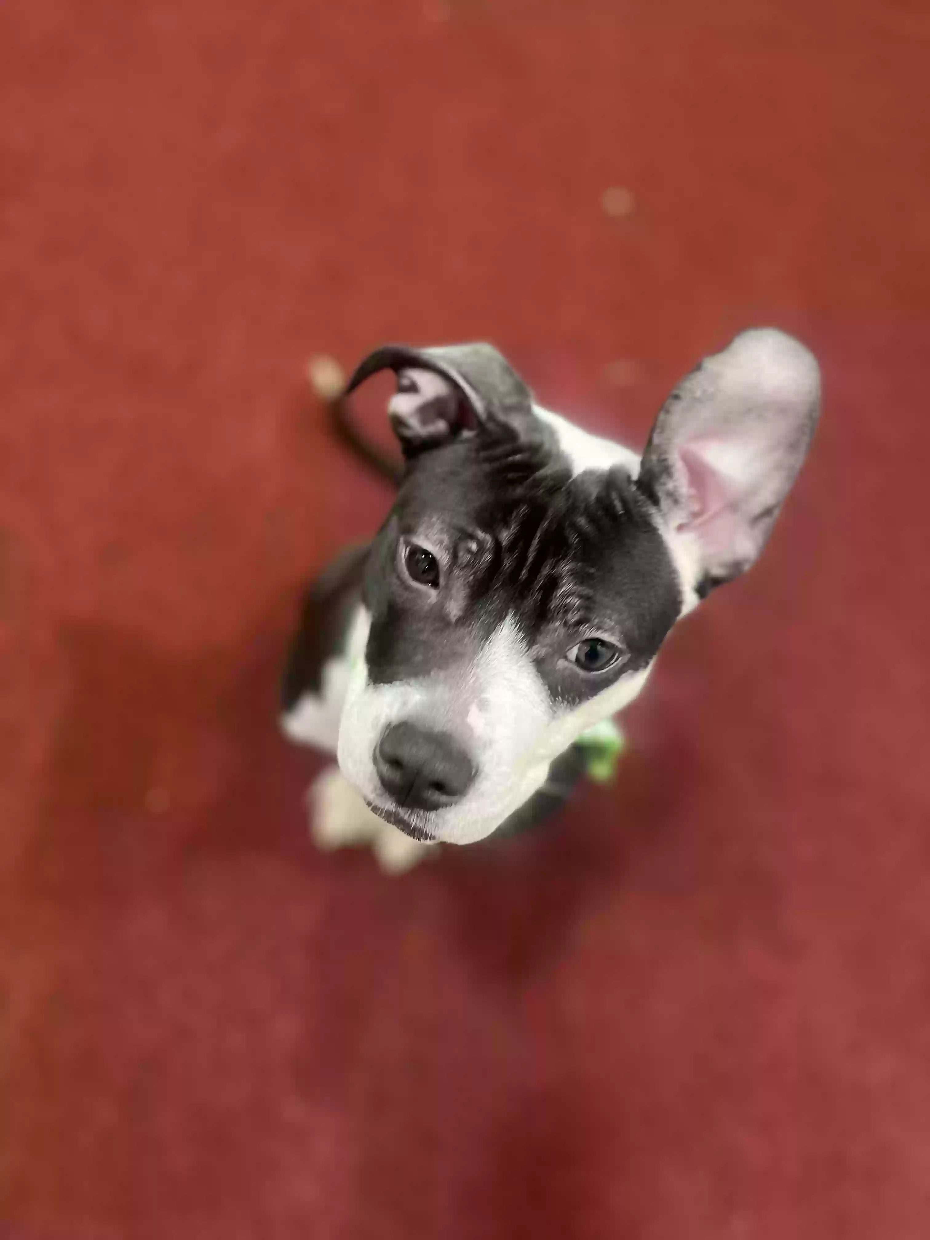 adoptable Dog in Ozone Park,NY named Nova