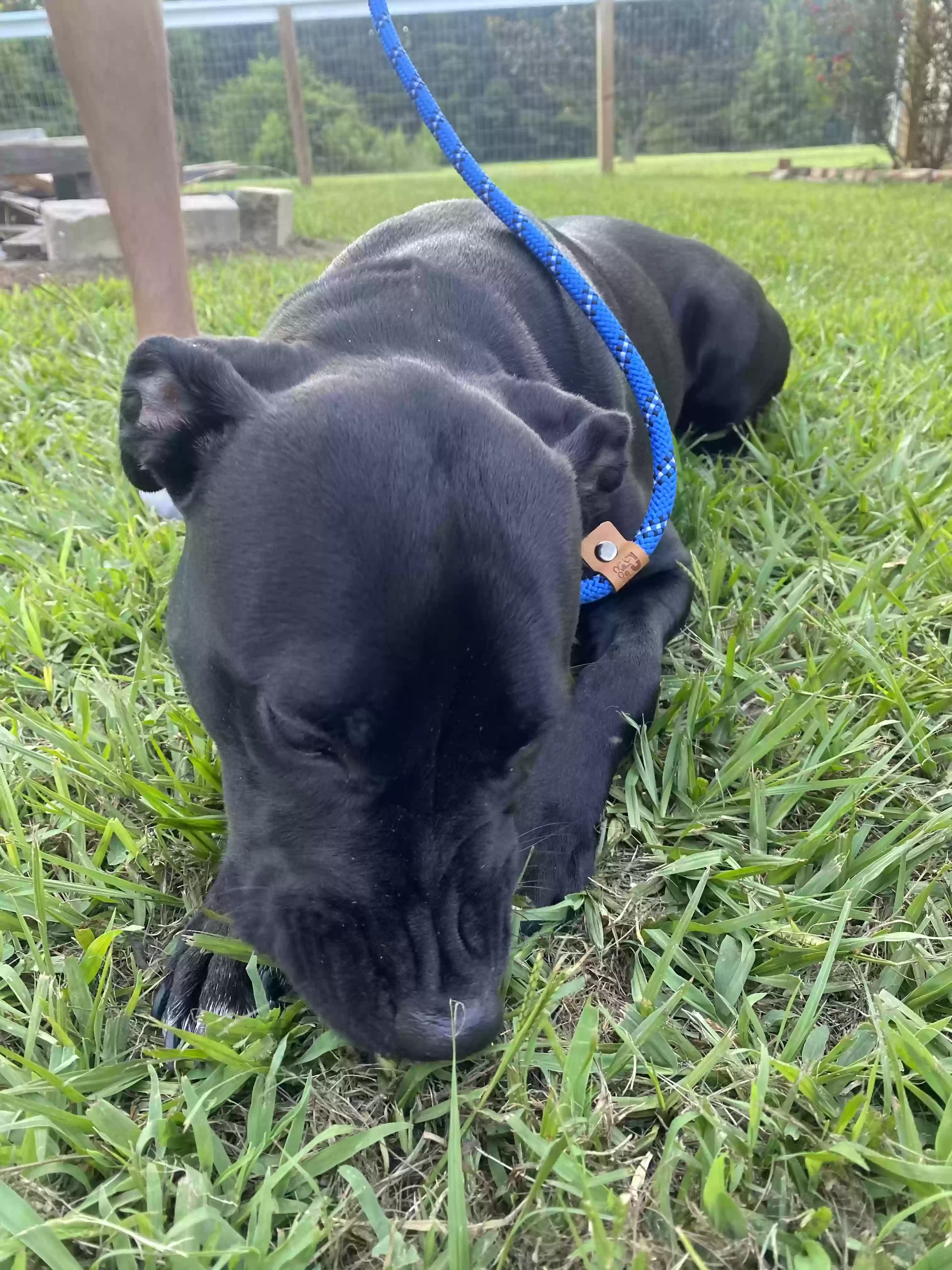 adoptable Dog in Jacksonville,NC named Nova