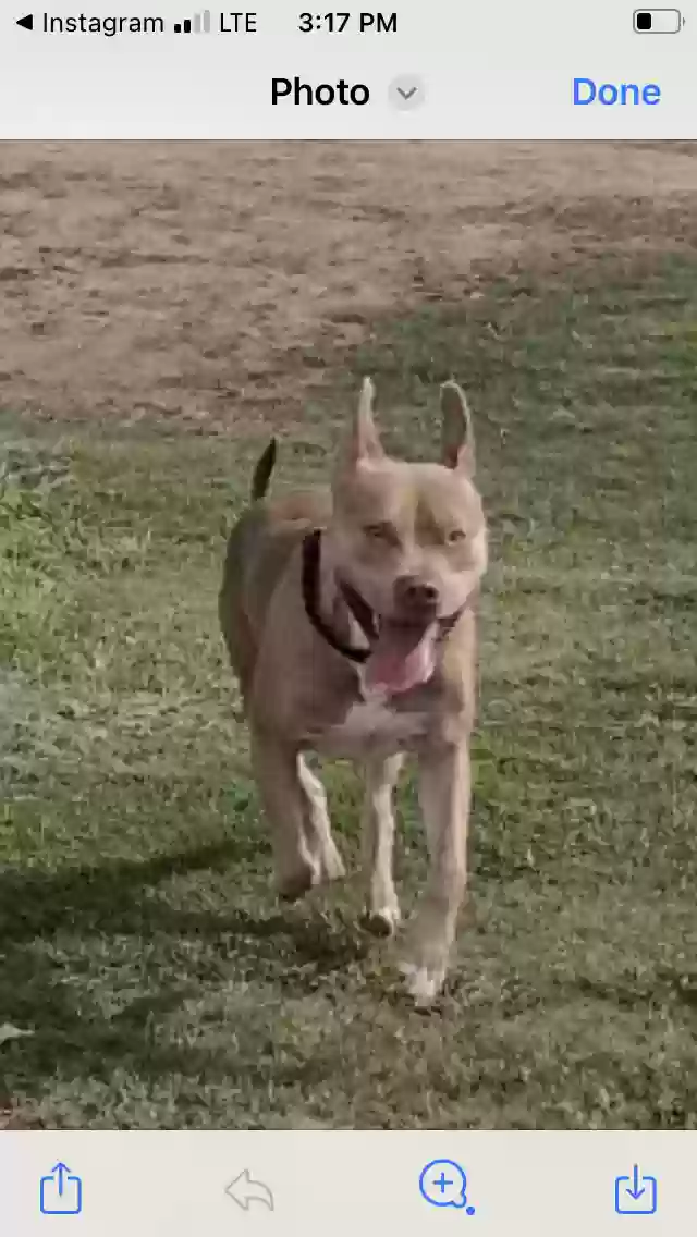 adoptable Dog in Glendale,AZ named Moon