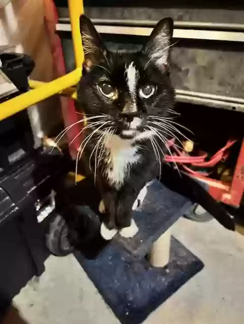 adoptable Cat in Bogart,GA named Indiana