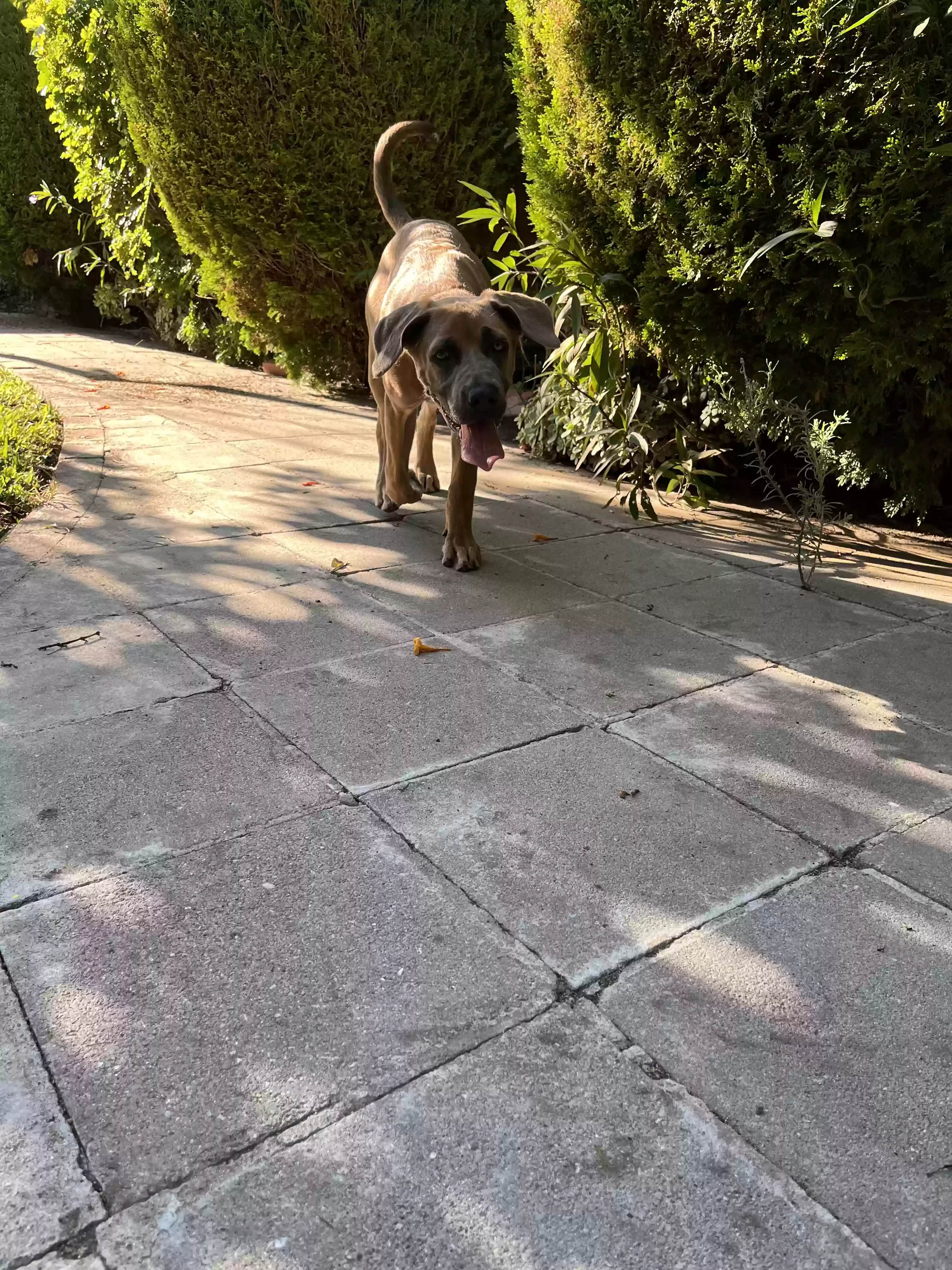adoptable Dog in North Hollywood,CA named Bruno