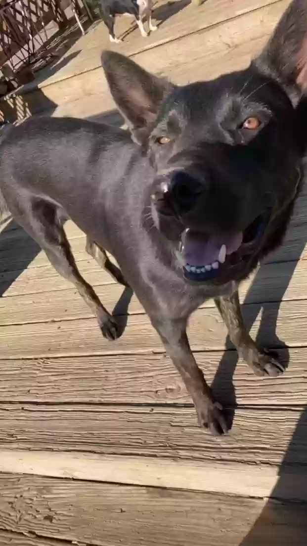 adoptable Dog in Snellville,GA named Milo