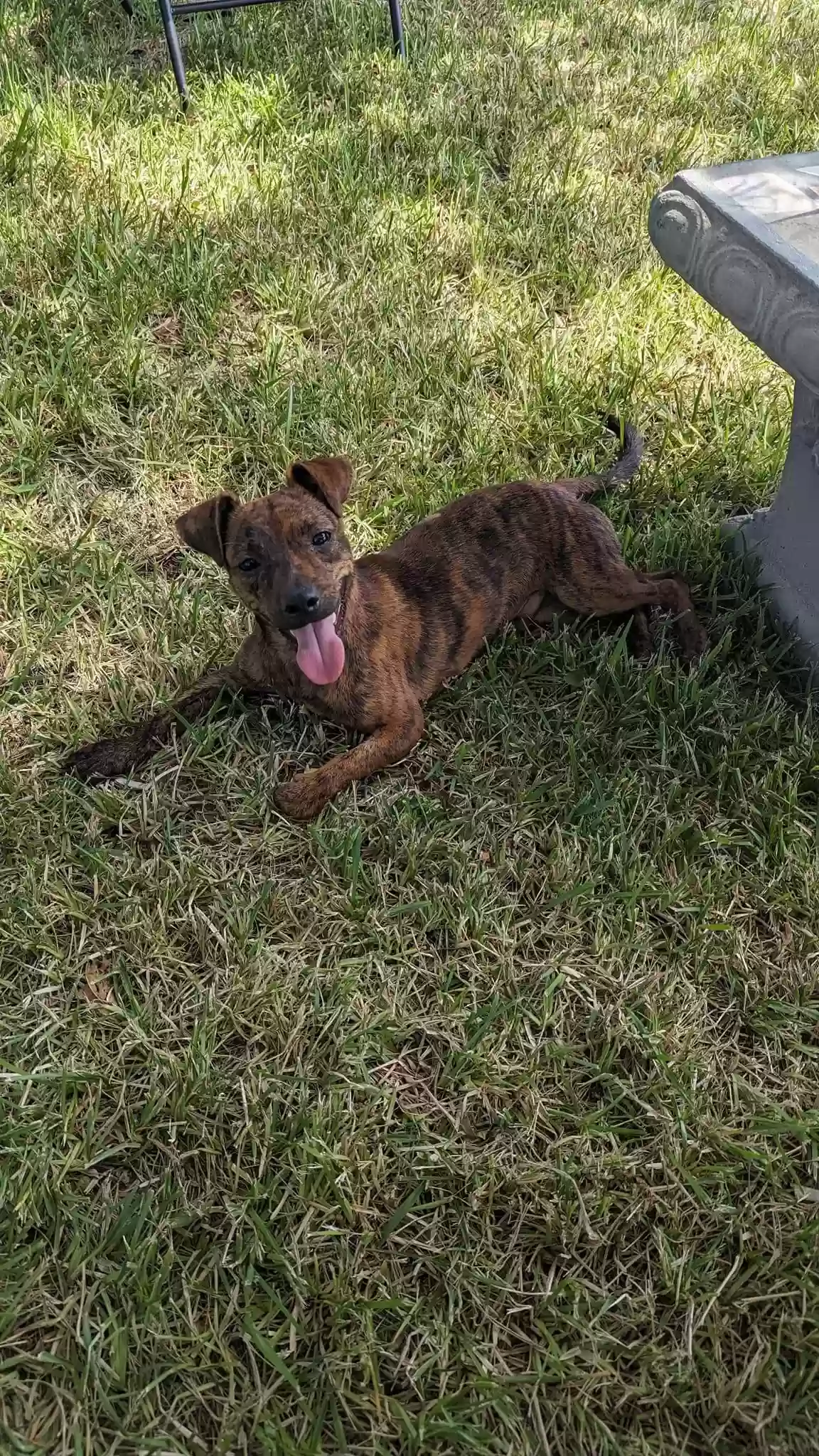 adoptable Dog in Houston,TX named Tyger